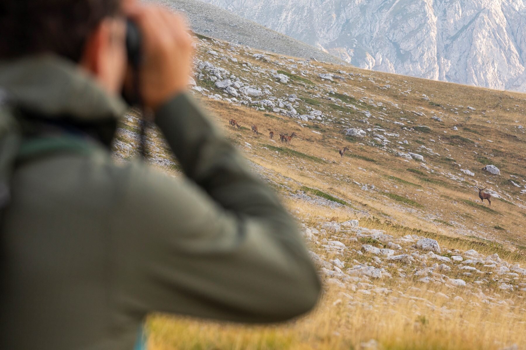 Wildlife Adventures - Watching | © Archivio Wildlife Adventures