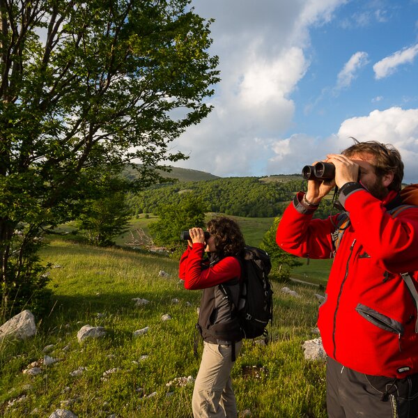 Escursione guidata in Abruzzo per l'osservazione dell'orso bruno marsicano nel suo ambiente naturale  | © Bruno D'Amicis - Wildlife Adventures