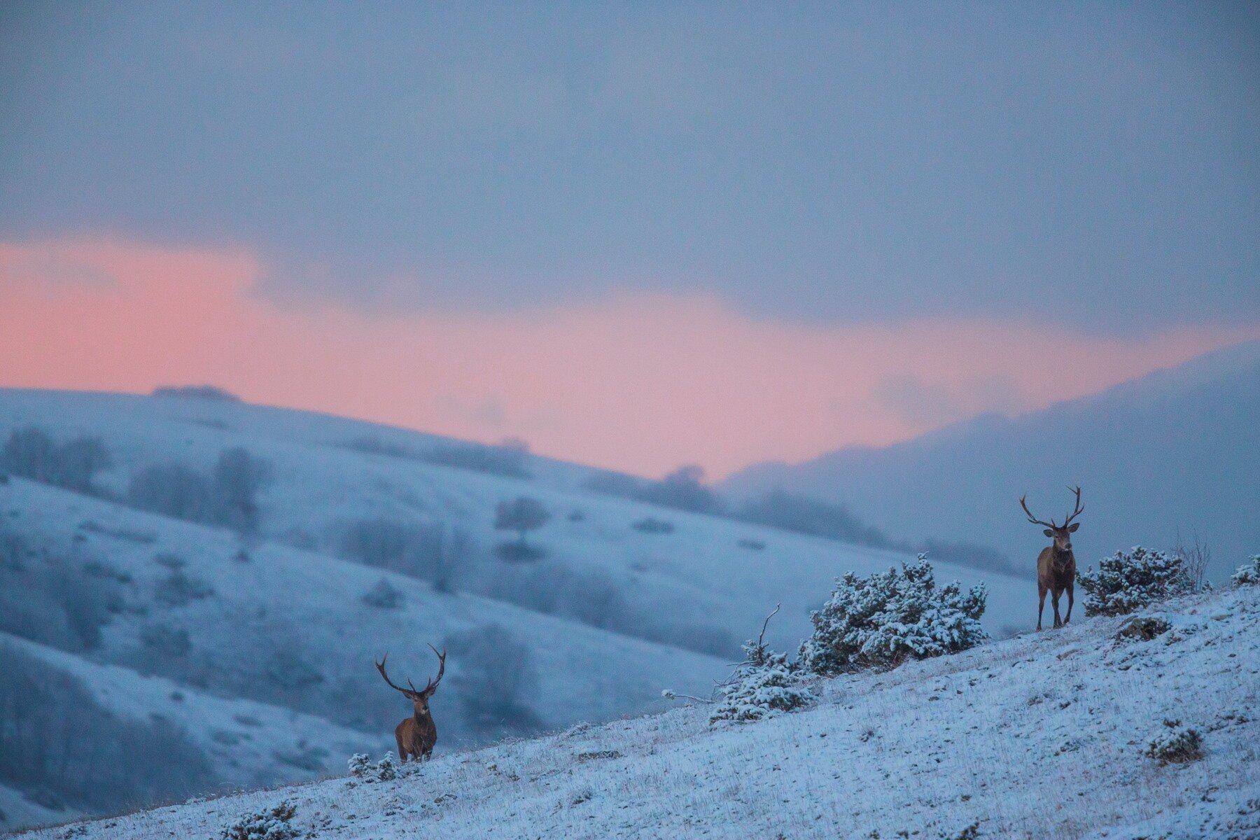 Wildlife Adventures - Fauna in Abruzzo | © Archivio Wildlife Adventures