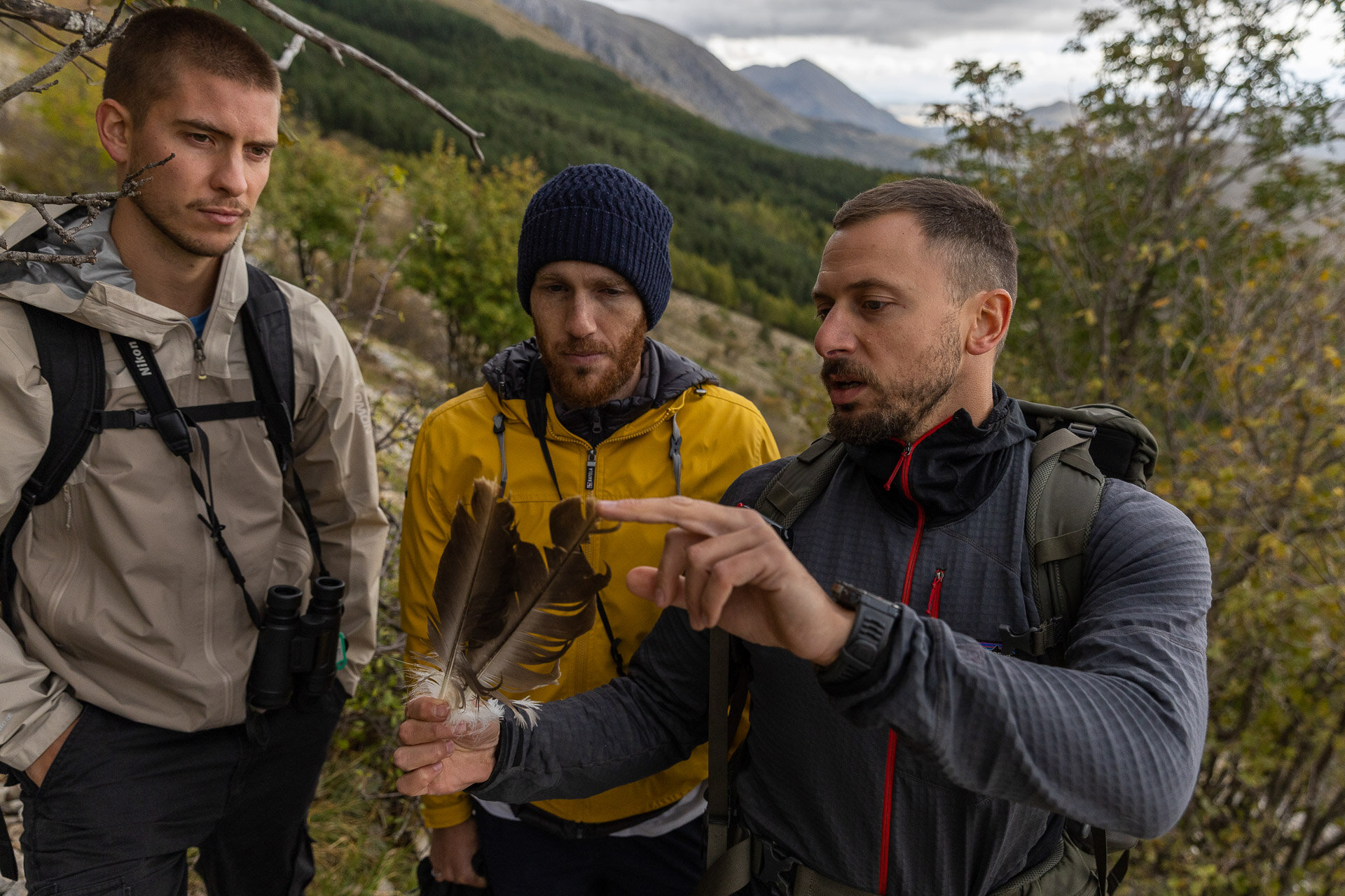 Rewilding Abruzzo Grifoni