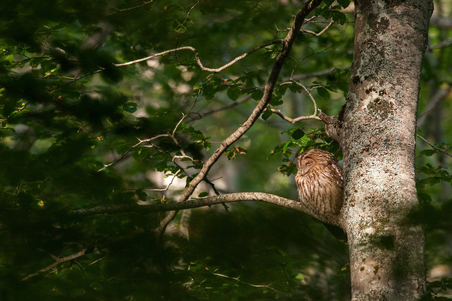 Wildlife Watching Allocco Faggeta Escursioni Abruzzo
