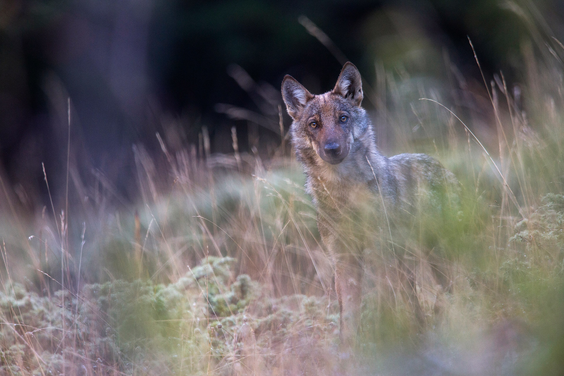 Esemplare di lupo appenninico fotografato durante il trekking di più giorni Italy's Big Five | © Umberto Esposito - Wildlife Adventures