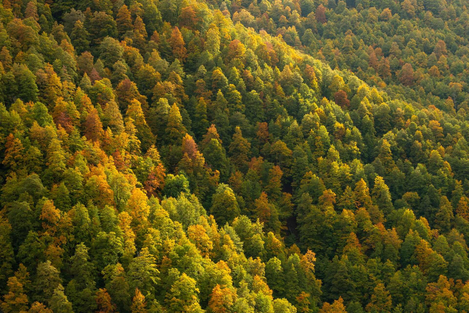 Veduta dall’alto di un versante boscoso in Val Cervara, con chiome verdi, gialle e arancioni illuminate dalla luce calda autunnale. | © Umberto Esposito - Wildlife Adventures