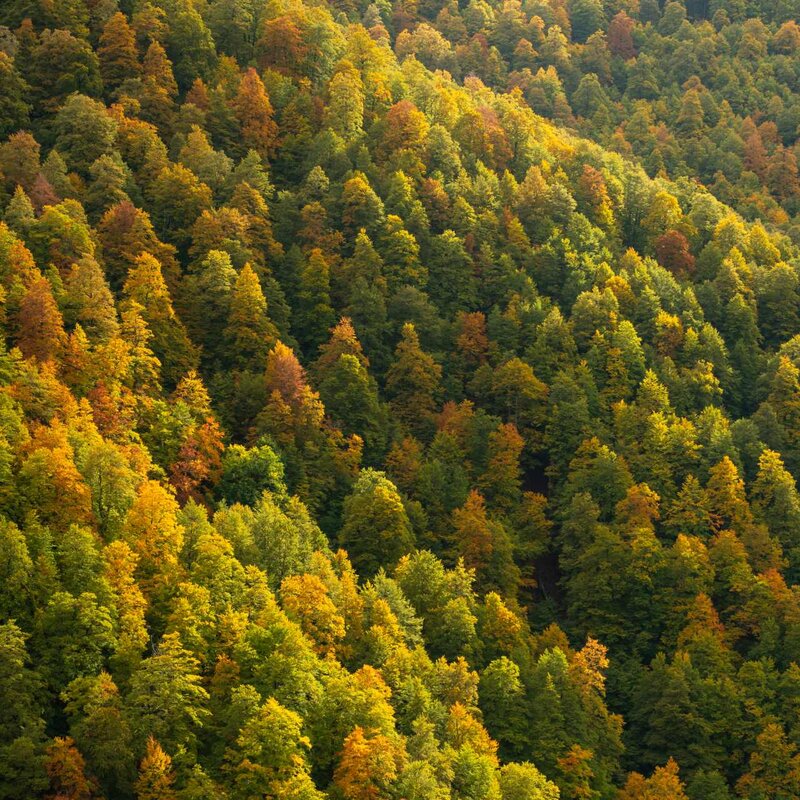 Veduta dall’alto di un versante boscoso in Val Cervara, con chiome verdi, gialle e arancioni illuminate dalla luce calda autunnale. | © Umberto Esposito - Wildlife Adventures