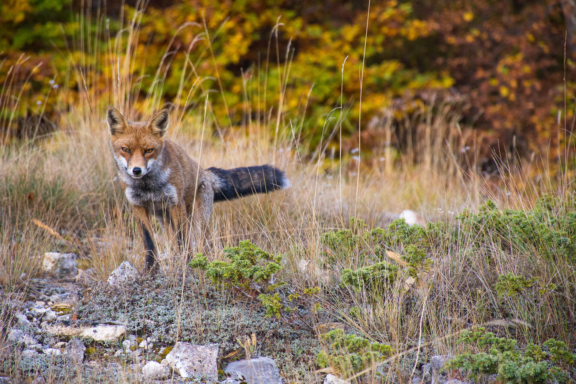 Volpe tra erba secca e ginepri, con il bosco autunnale sullo sfondo, nel percorso tra Pescasseroli e Bisegna | © Filippo Castellucci  - Wildlife Adventures