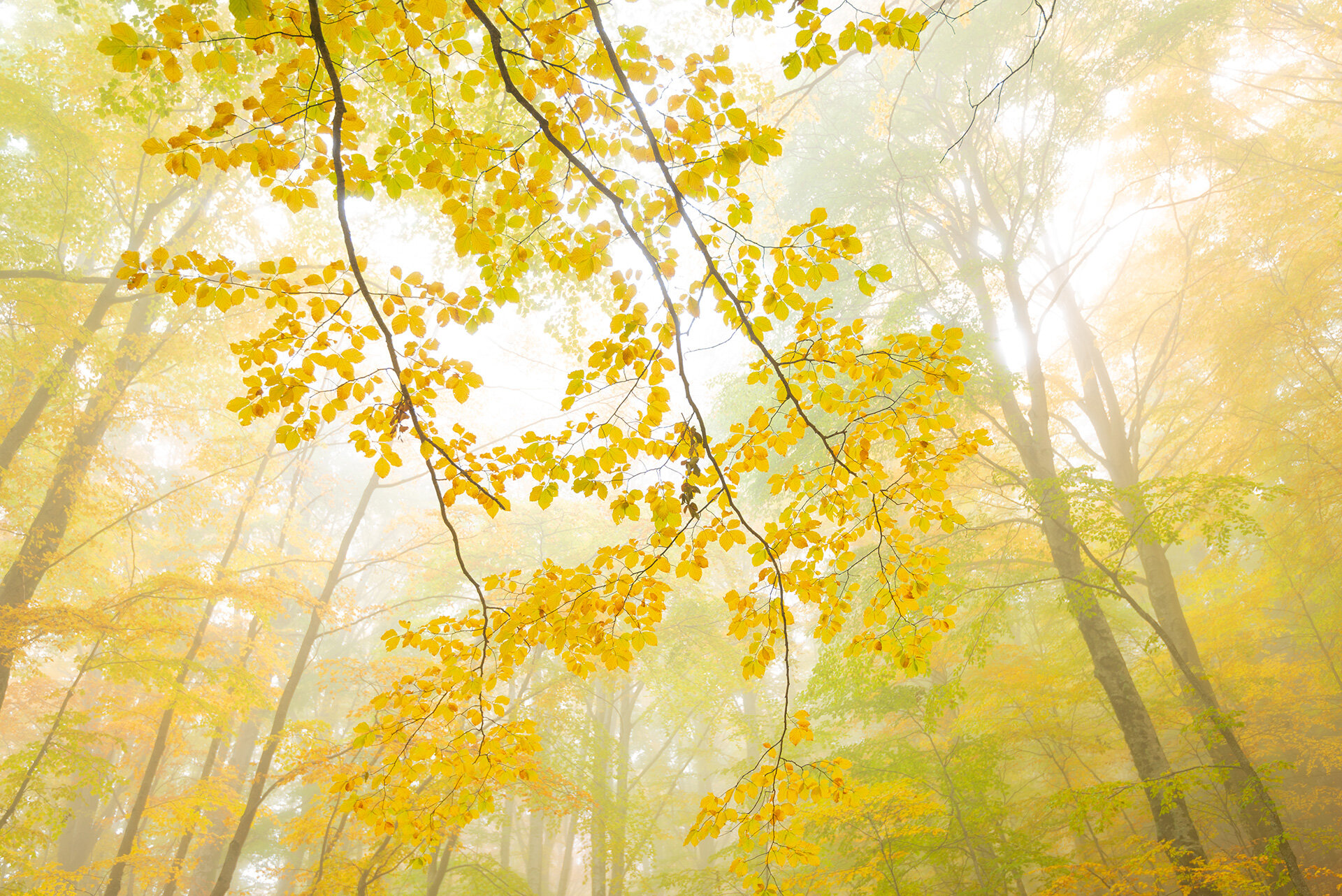Escursione guidata immersi tra i colori caldi dell'autunno in Abruzzo | © Umberto Esposito - Wildlife Adventures