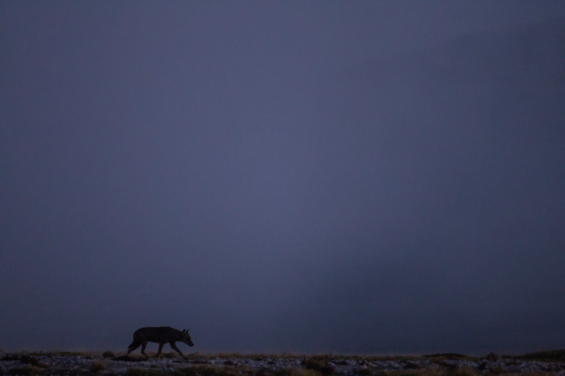 Wildlife Adventures - Fauna in Abruzzo | © Archivio Wildlife Adventures