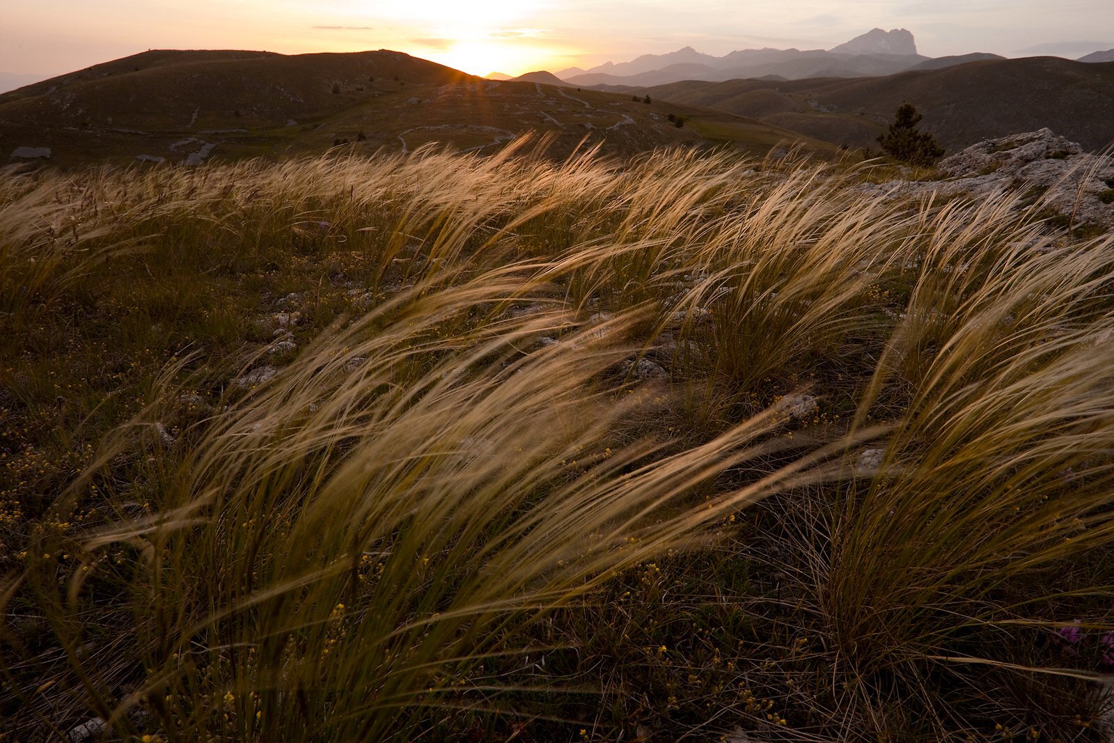 Vaste distese erbose di Stipa pennata al tramonto su Campo Imperatore con il massiccio del Gran Sasso sullo sfondo | © Bruno D'Amicis - Wildlife Adventures