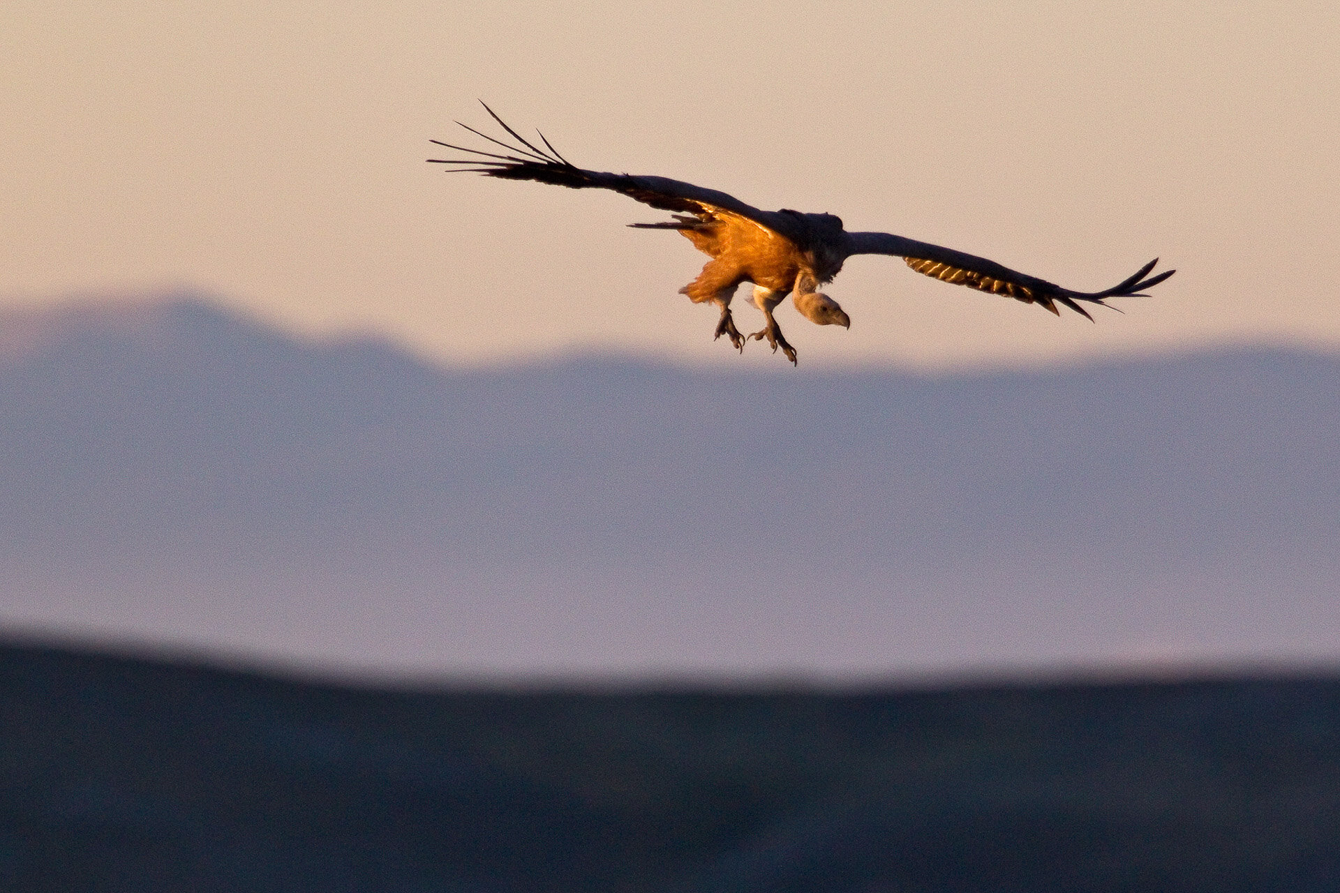 Il Grifone è una specie chiave, che aiuta a riciclare le carcasse degli erbivori selvatici e domestici.  | © © Bruno D'Amicis - Wildlife Adventures 2024