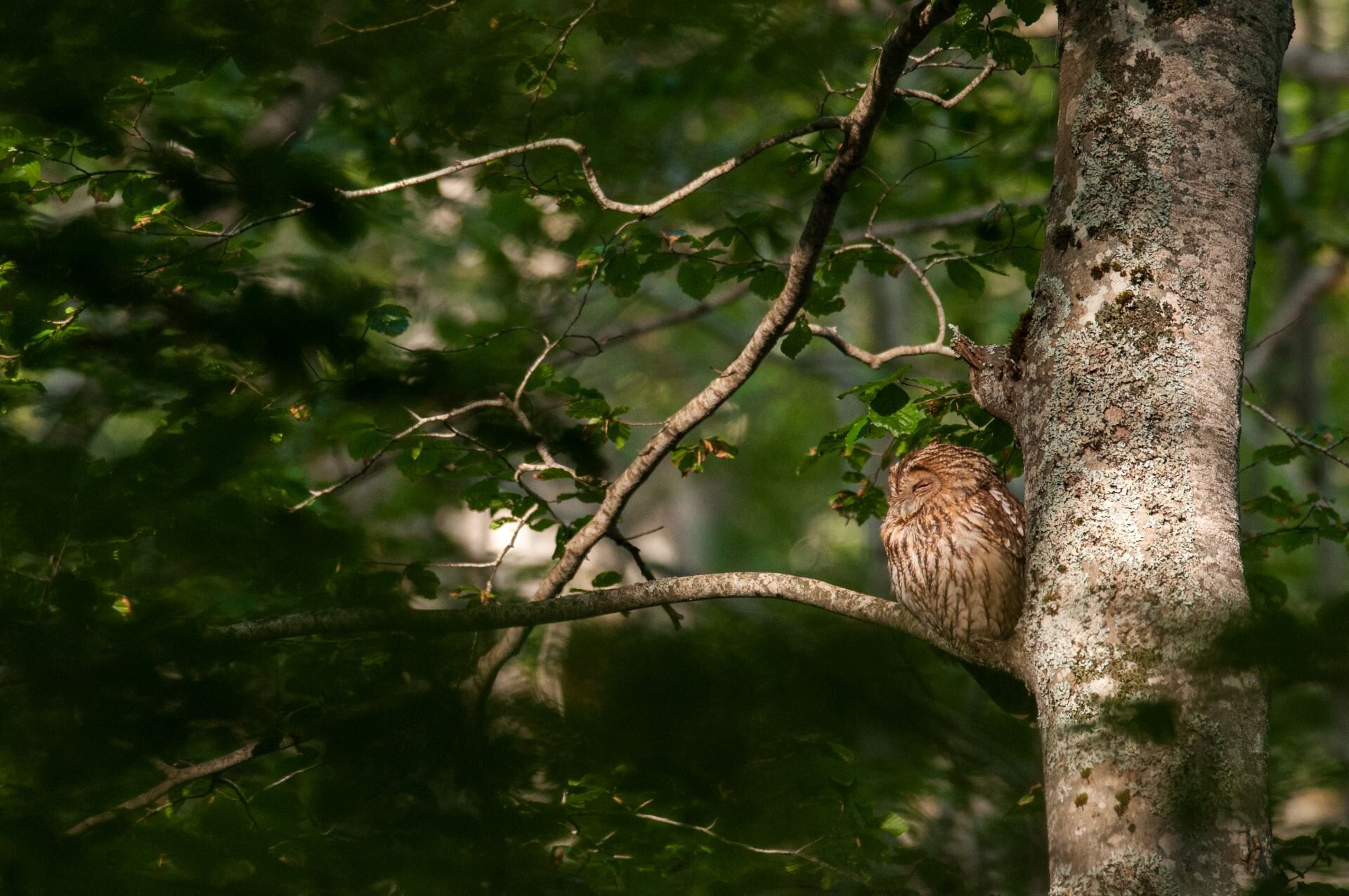 Wildlife Adventures - Fauna in Abruzzo | © Archivio Wildlife Adventures