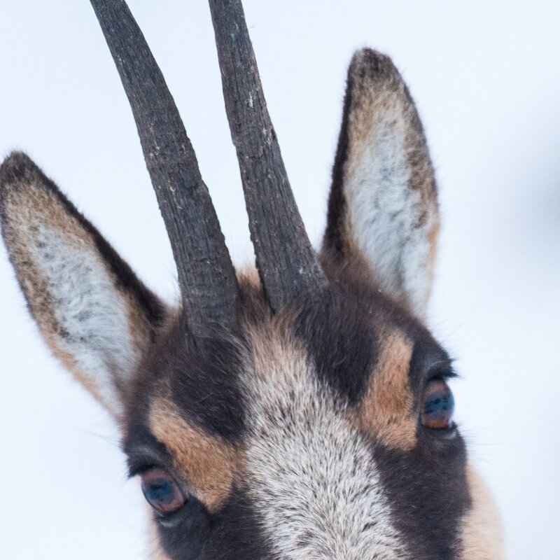 Wildlife Adventures - Fauna in Abruzzo | © Archivio Wildlife Adventures