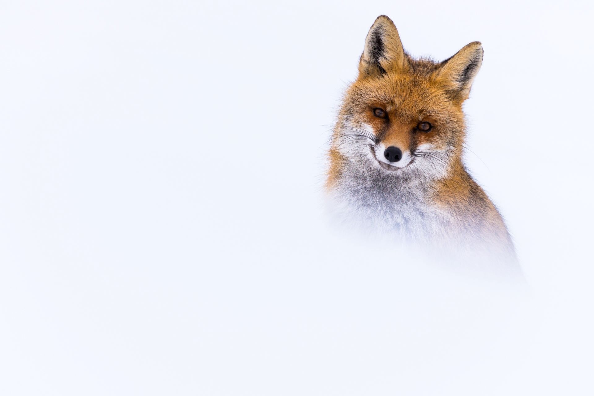 Una volpe fa capolino nella neve durante un'escursione guidata con ciaspole in Abruzzo | © Umberto Esposito - Wildlife Adventures Volpe tra la neve durante escursione con le ciaspole nel Parco Nazionale d'Abruzzo | © Umberto Esposito - Wildlife Adventures
