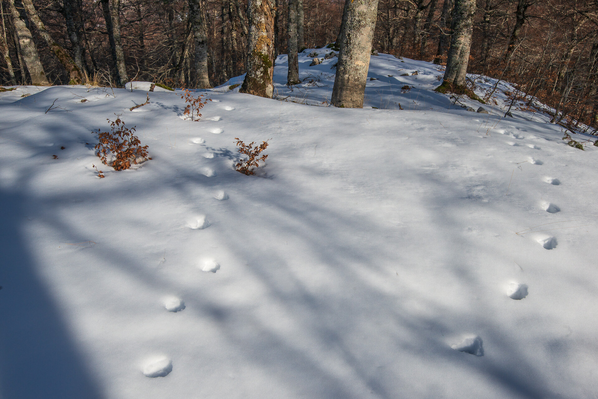 Escursione Ciaspole Tracce Lupo Foresta Abruzzo Escursione Ciaspole Tracce Lupo Foresta Abruzzo