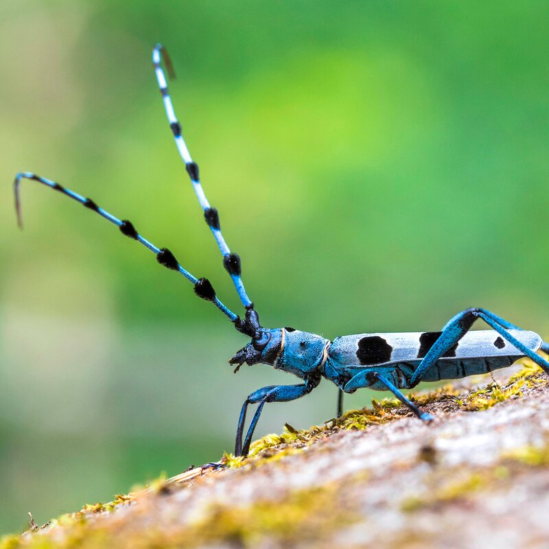 Safari tra le erbe, l'affascinante mondo degli insetti