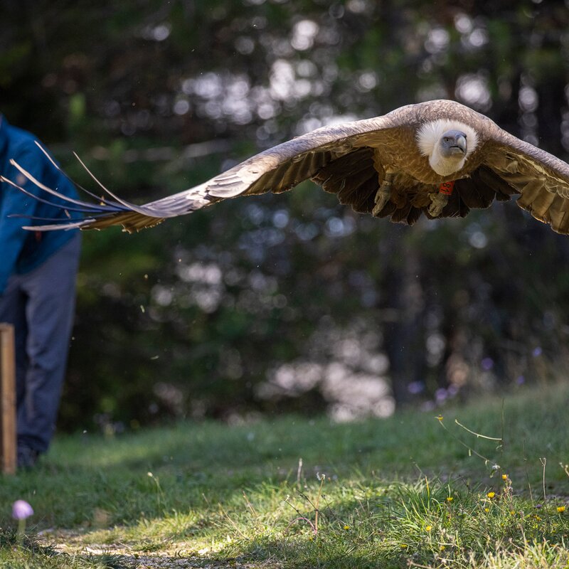 Rewilding Weeks in Central Apennines