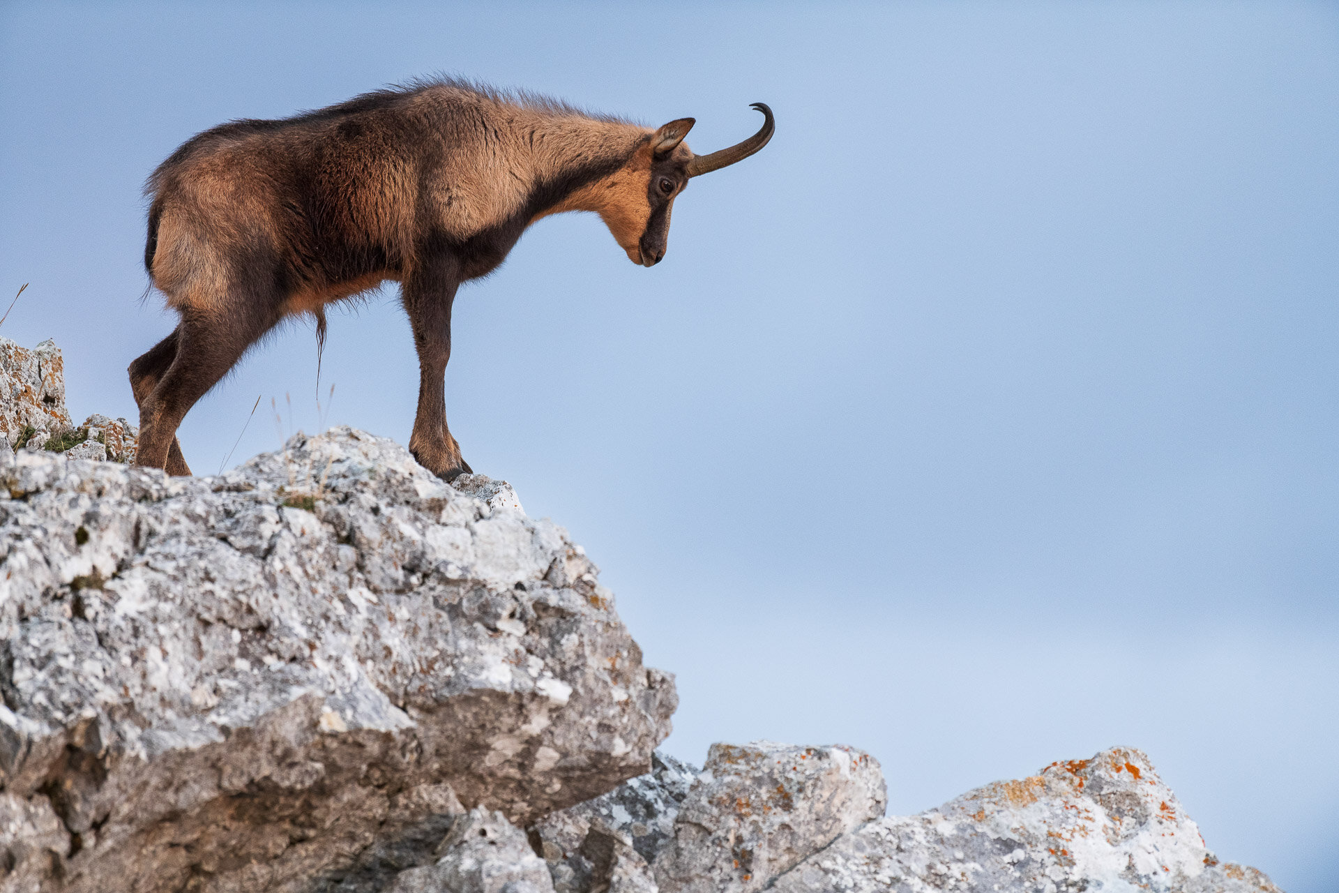 Un incontro ricorrente in escursione nella Val di Rose: un camoscio appenninico con il suo splendido manto autunnale sui monti d’Abruzzo | © Umberto Esposito - Wildlife Adventures