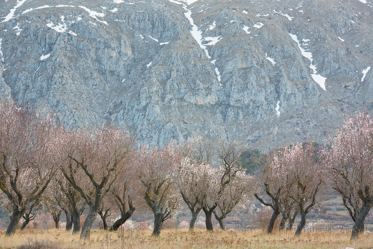 Velino Sirente Abruzzo Mandorli Primavera