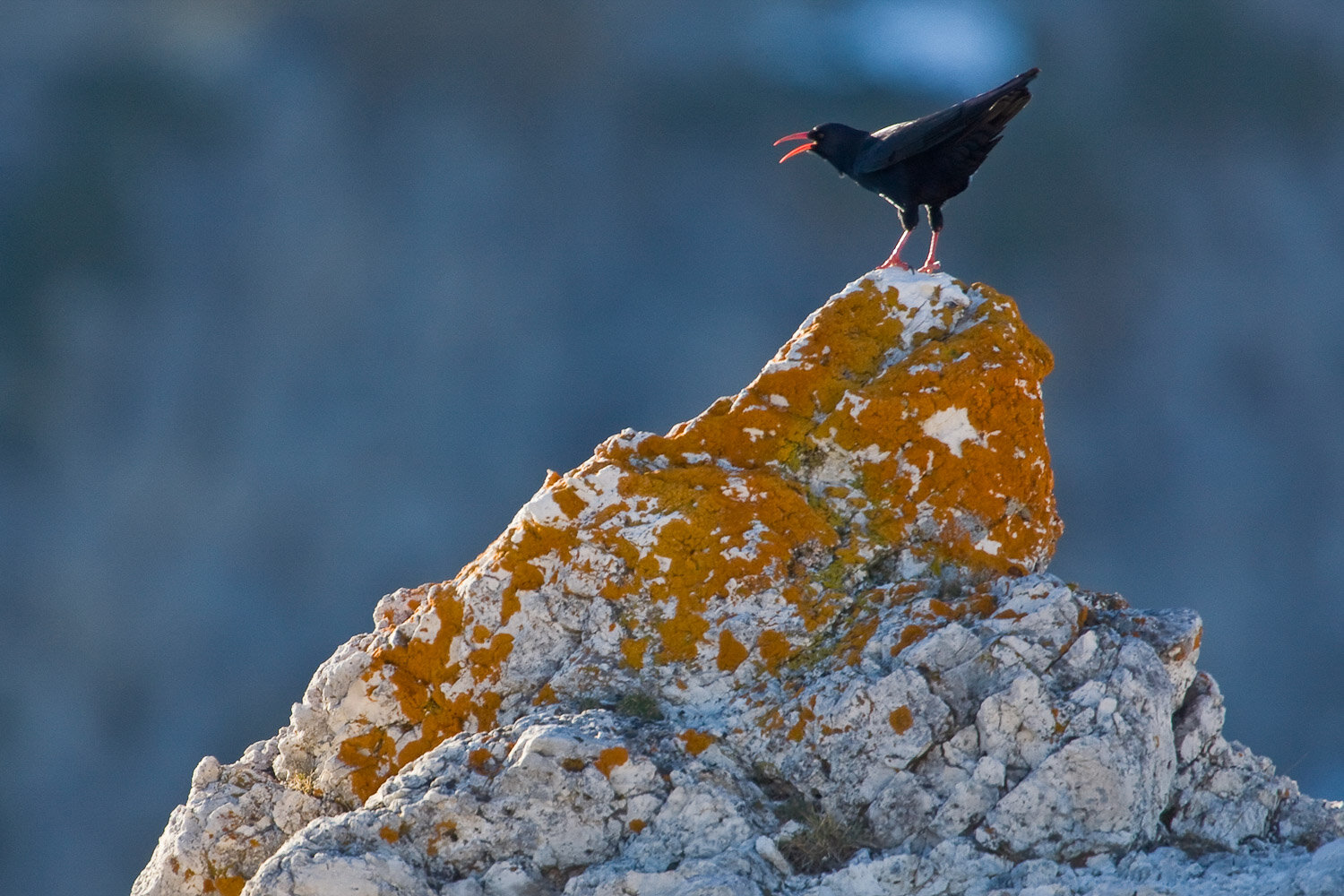 Velino Sirente Abruzzo Gracchio Corallino