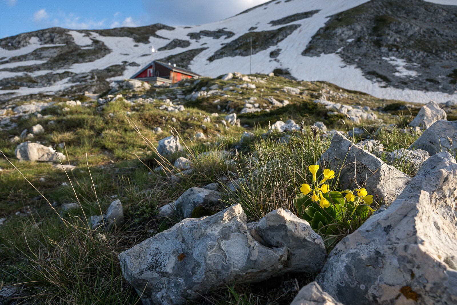 Velino Sirente Abruzzo Fioriture Primula Orecchia Orso