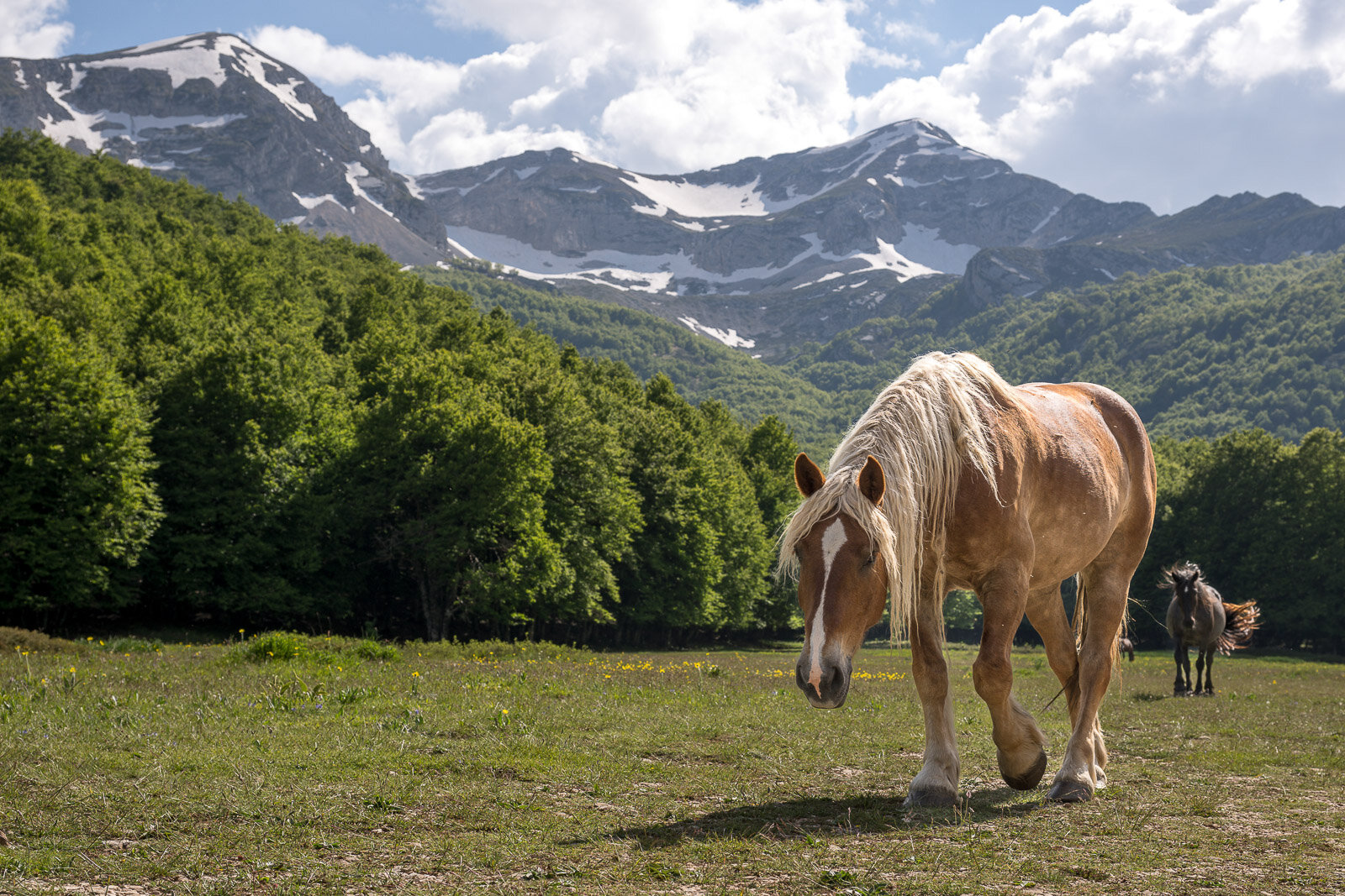 Velino Sirente Abruzzo Cavalli Pascolo