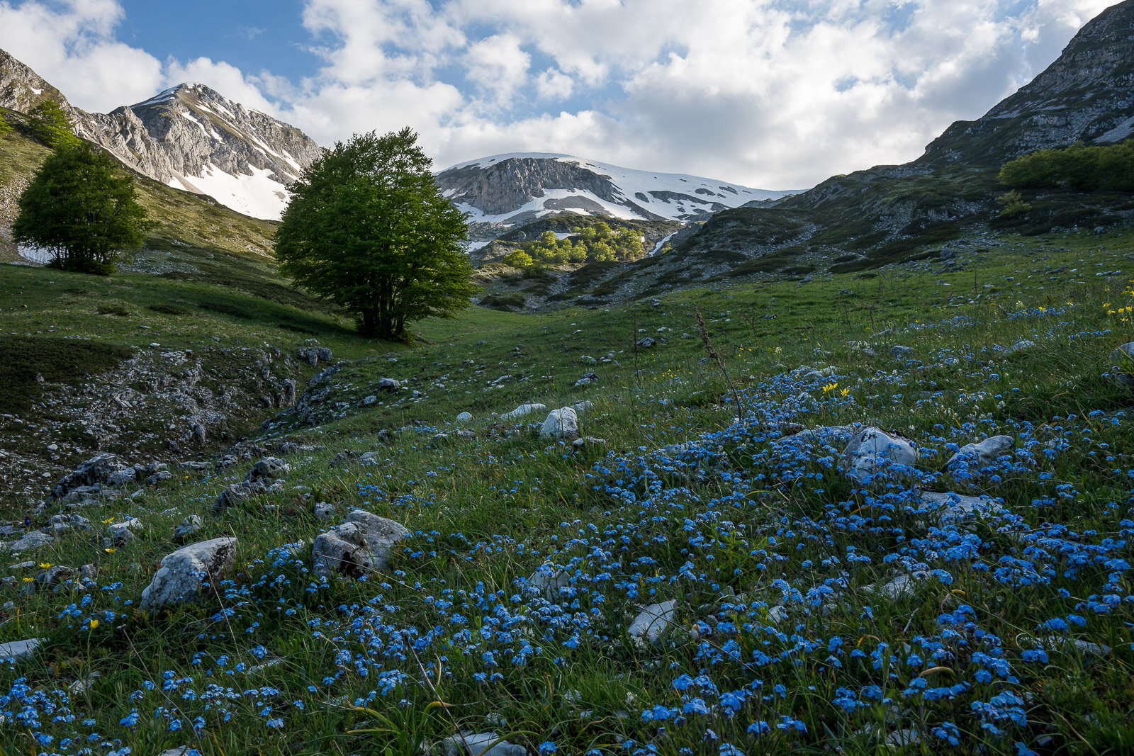 Velino Sirente Abruzzo Fioriture Alta Quota