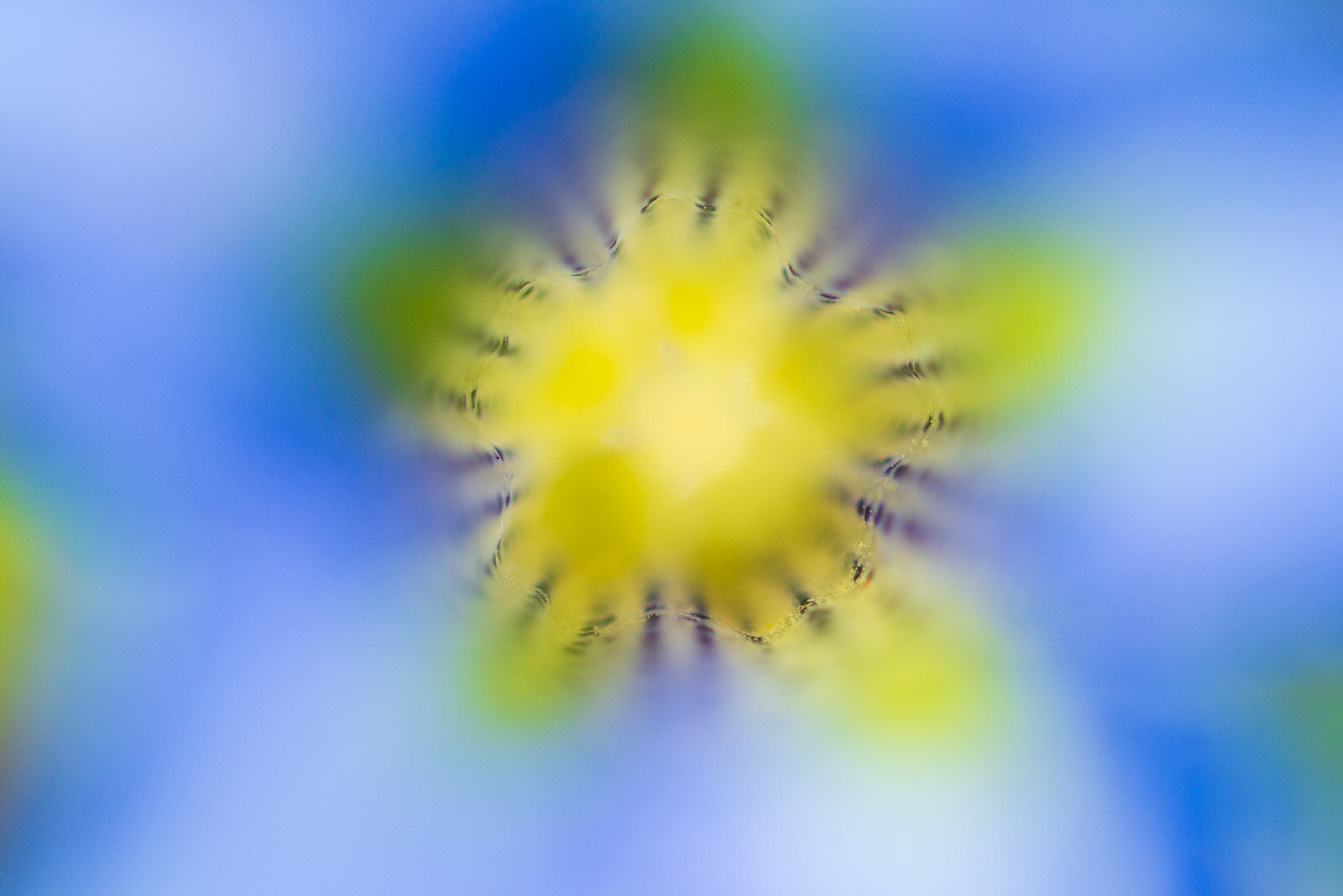 Genziana Dinarica Primavera Abruzzo
