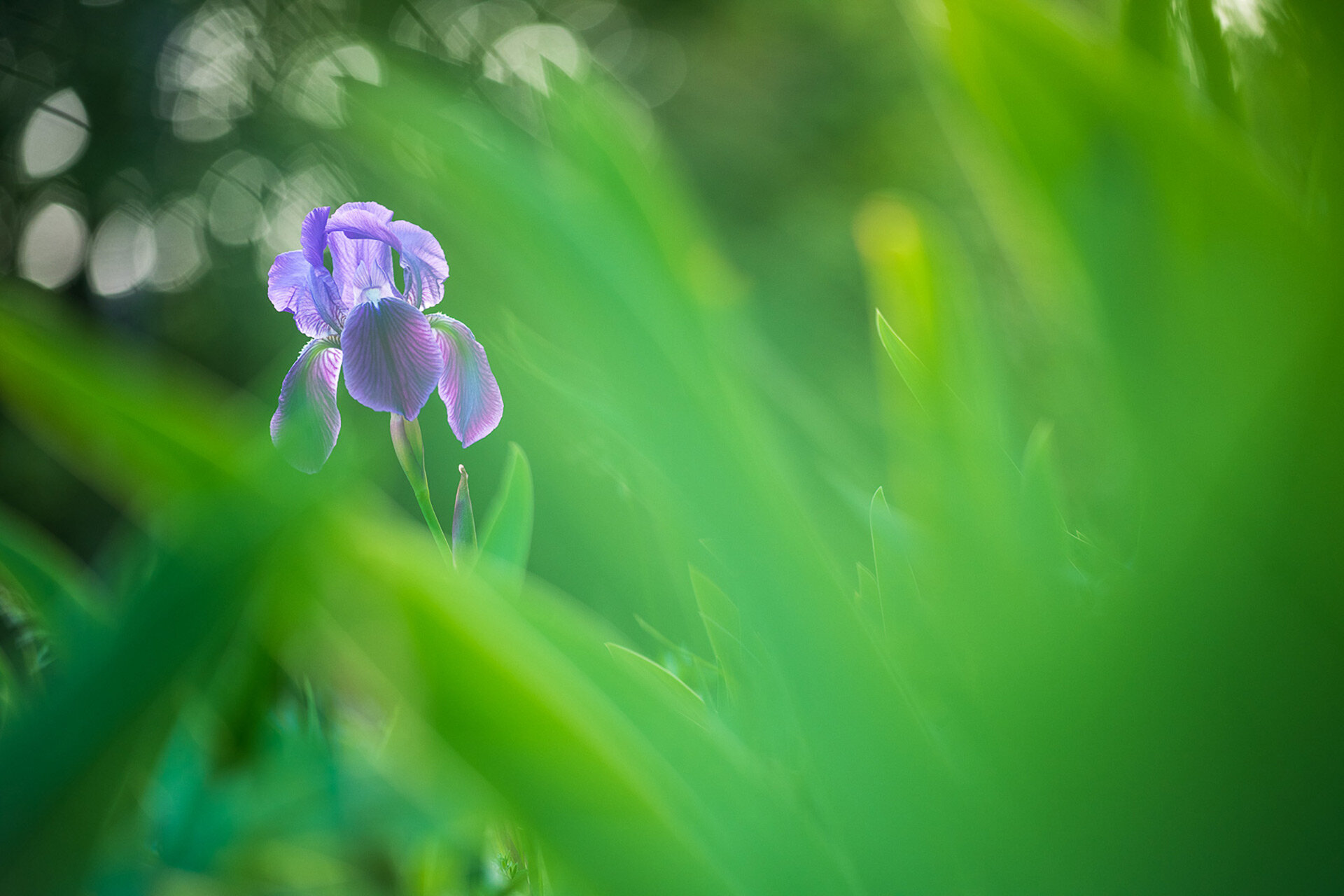 Un fiore di Iris marsica, specie endemica del Parco Nazionale d'Abruzzo, Lazio e Molise, fotografato in primavera nei boschi di Pescasseroli | © Umberto esposito - Wildlife Adventures