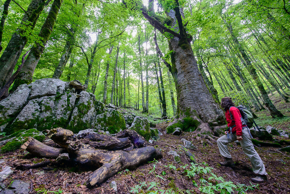 Il grande acero di Monte Tranquillo