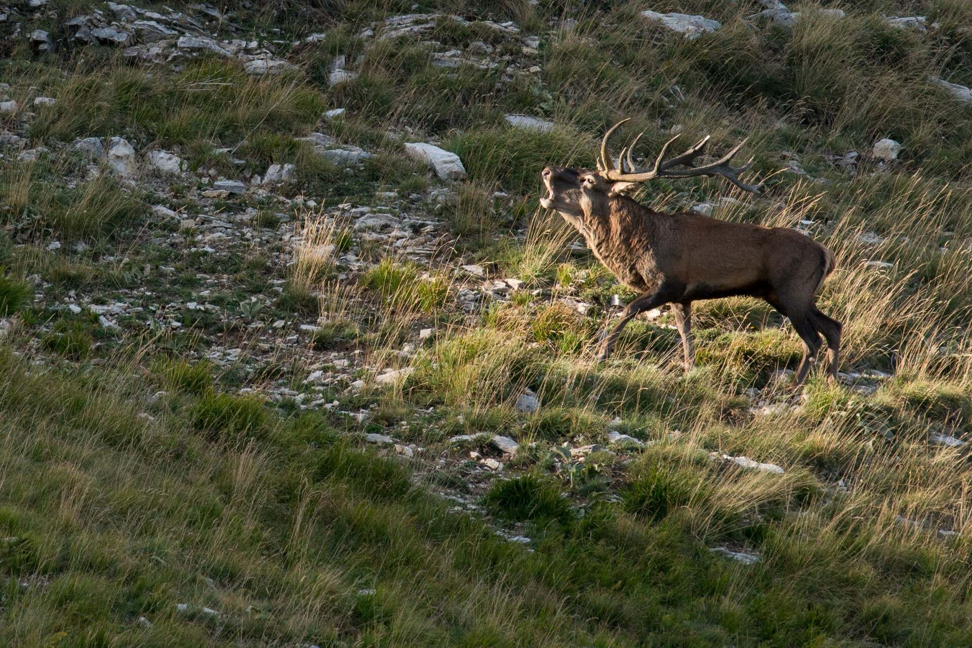 Nel periodo degli amori i maschi emettono potenti richiami per affermare la dominanza e attirare le femmine: un suono profondo che riecheggia nei pascoli e nei boschi della valle. | © Umberto Esposito - Wildlife Adventures