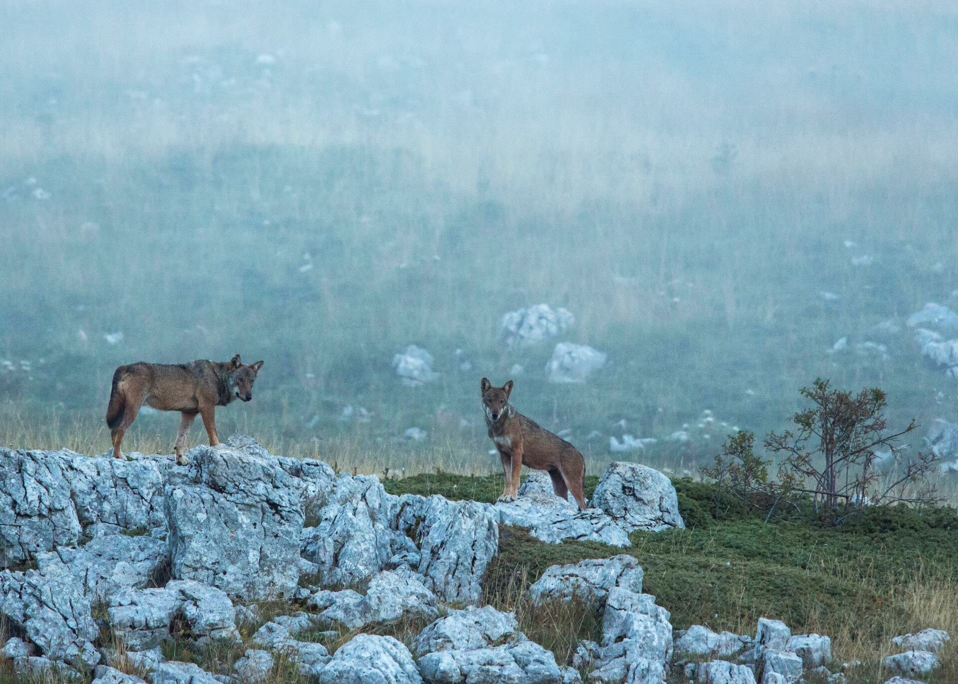 Wildlife Adventures - Fauna in Abruzzo | © Archivio Wildlife Adventures