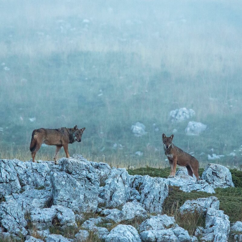 Wildlife Adventures - Fauna in Abruzzo | © Archivio Wildlife Adventures