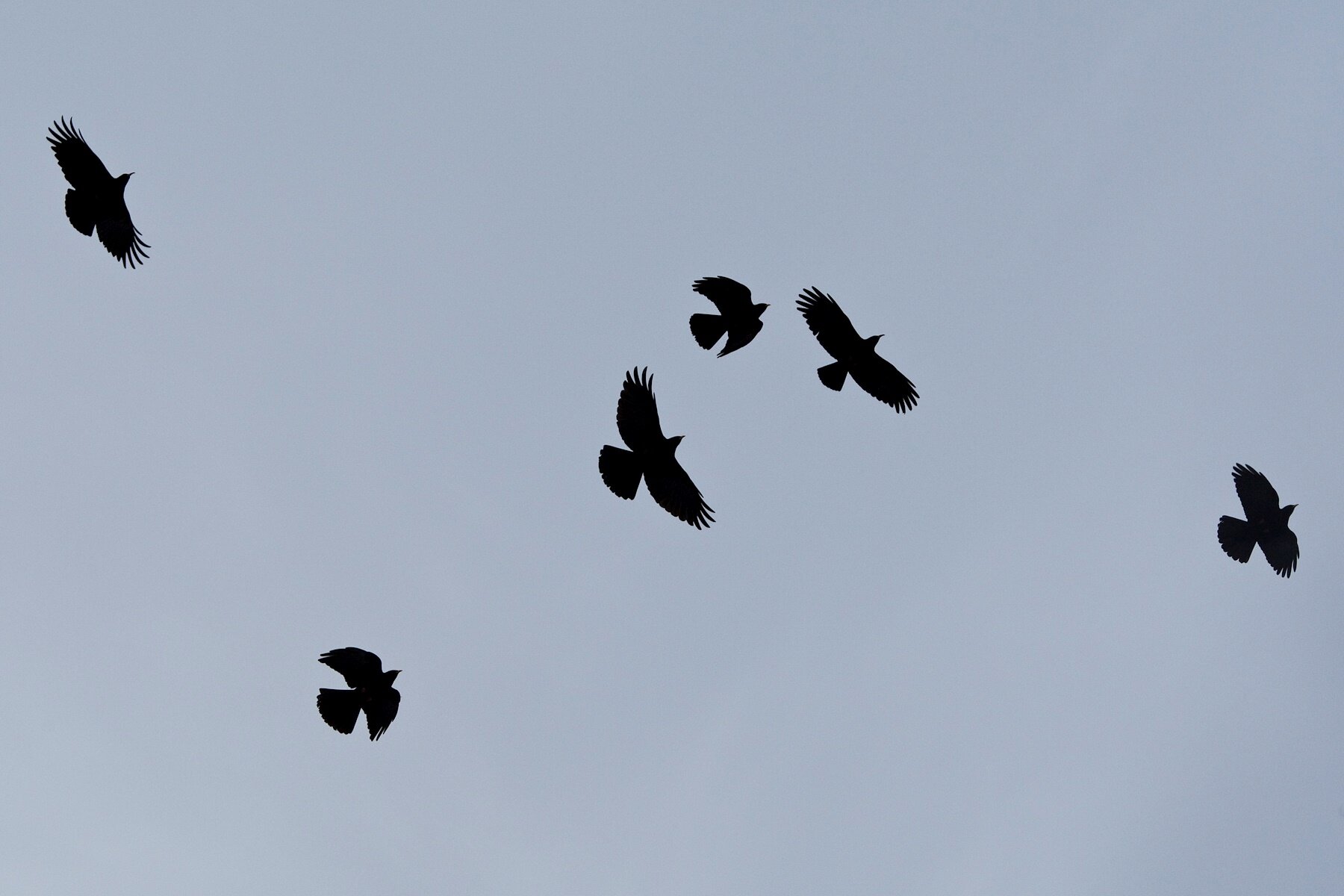 In alcune situazioni i corvi potrebbero contribuire all’individuazione delle prede, richiamando i lupi con voli ripetuti e vocalizzazioni. | © Bruno D'Amicis - Wildlife Adventures