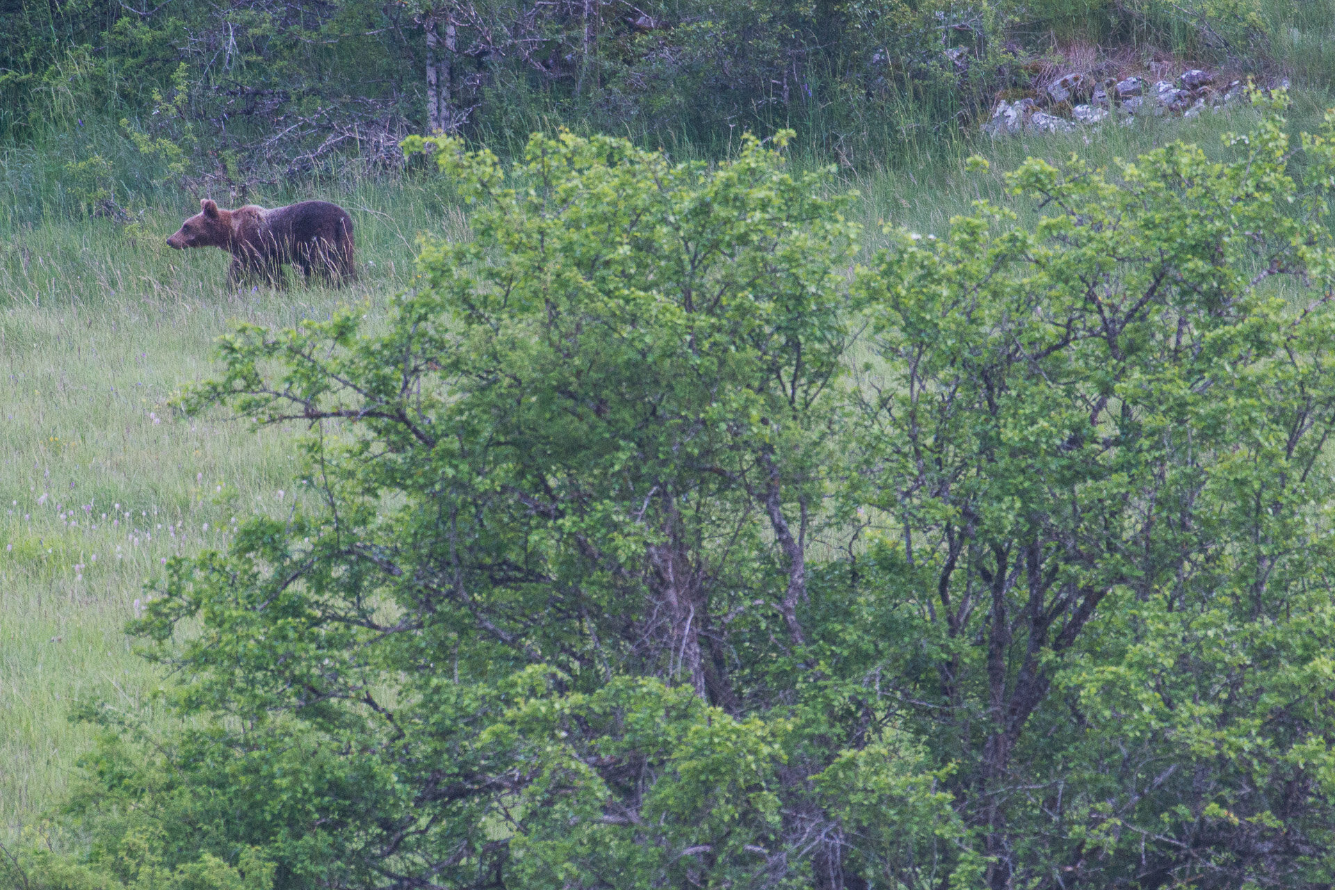 Escursioni guidate in Abruzzo per l'osservazione degli orsi in natura | © Umberto Esposito - Wildlife Adventures