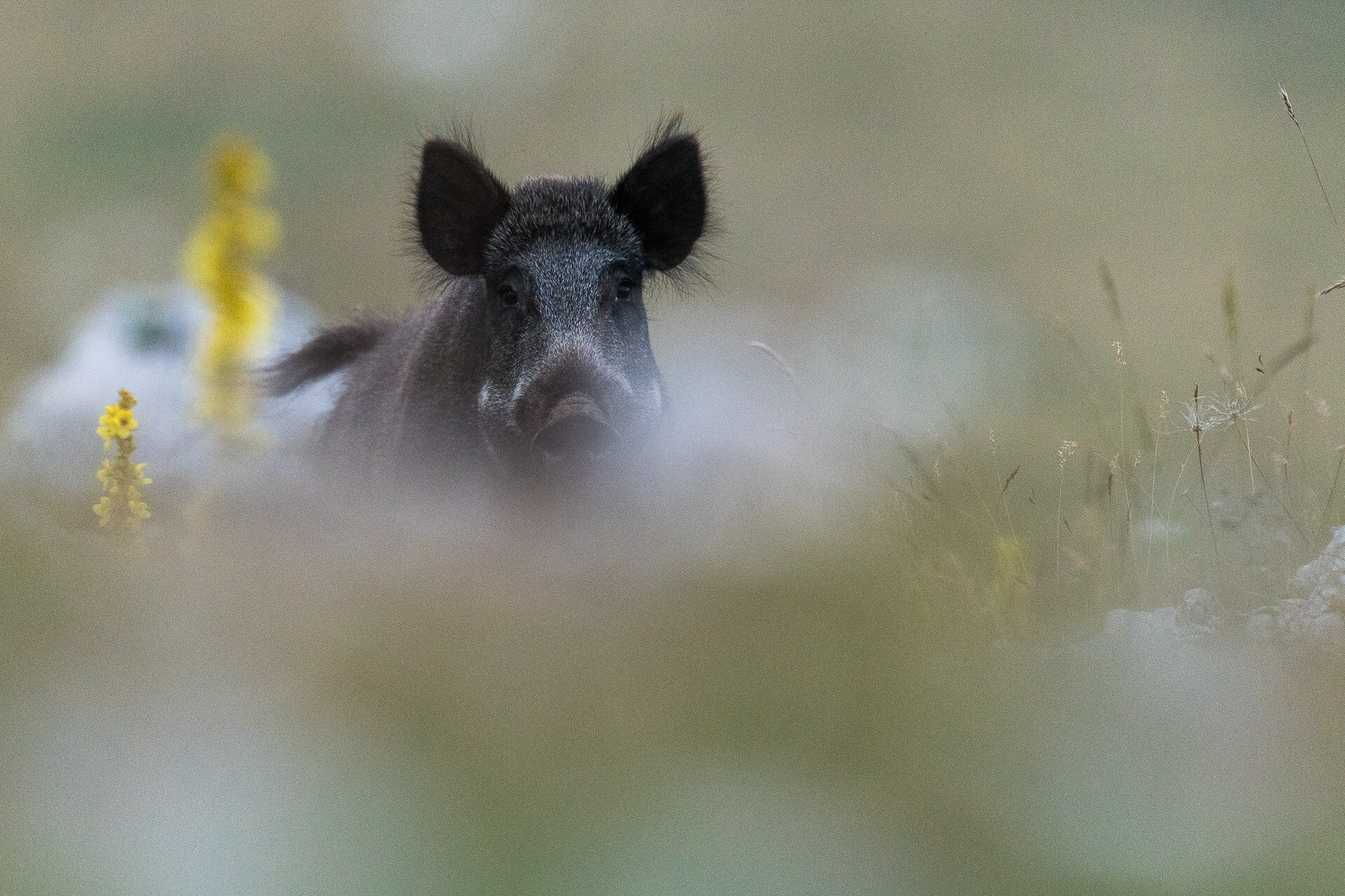   In Appennino il cinghiale è spesso la preda più frequente del lupo. | © Umberto Esposito - Wildlife Adventures