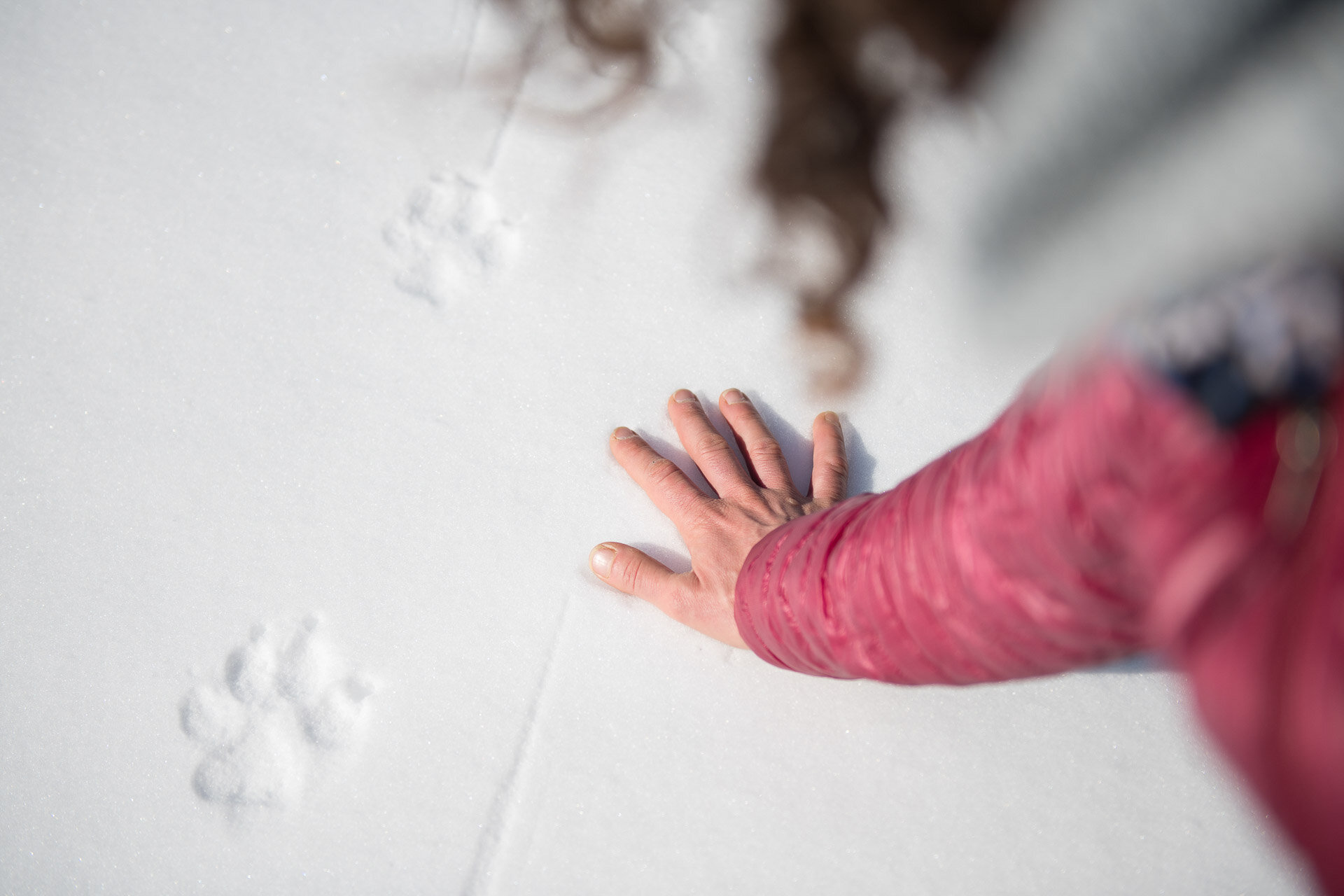 Wolf Tracking Tracce Neve