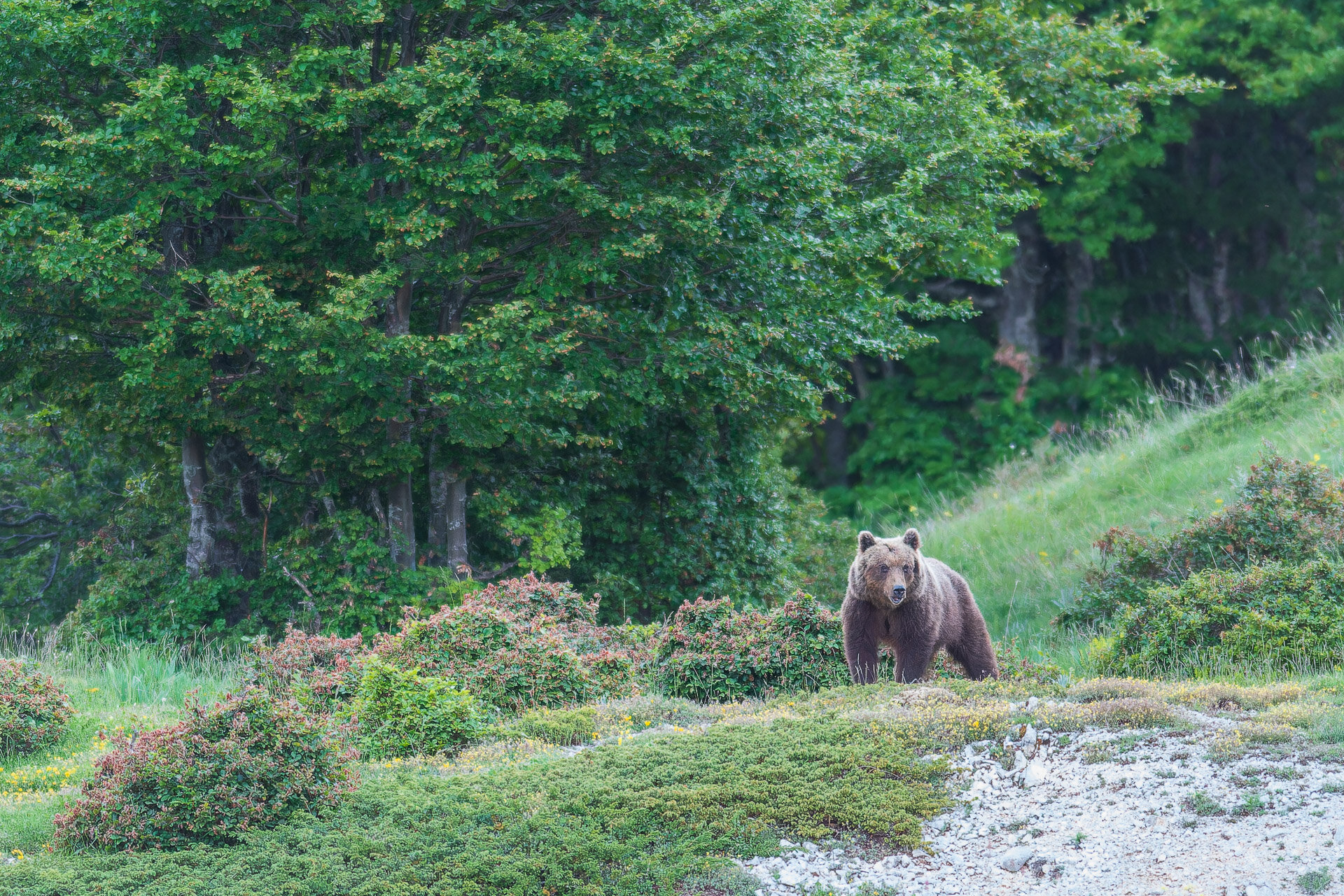 Escursioni in Abruzzo per conoscere l'orso marsicano e il suo ambiente naturale | © Umberto Esposito - Wildlife Adventures