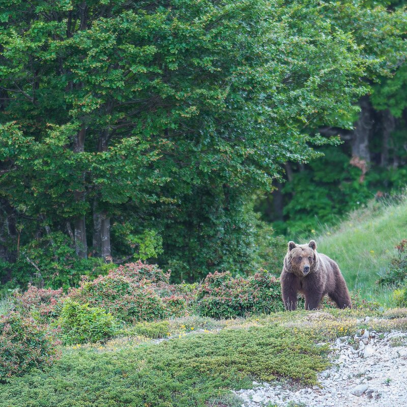 Escursioni in Abruzzo per conoscere l'orso marsicano e il suo ambiente naturale | © Umberto Esposito - Wildlife Adventures