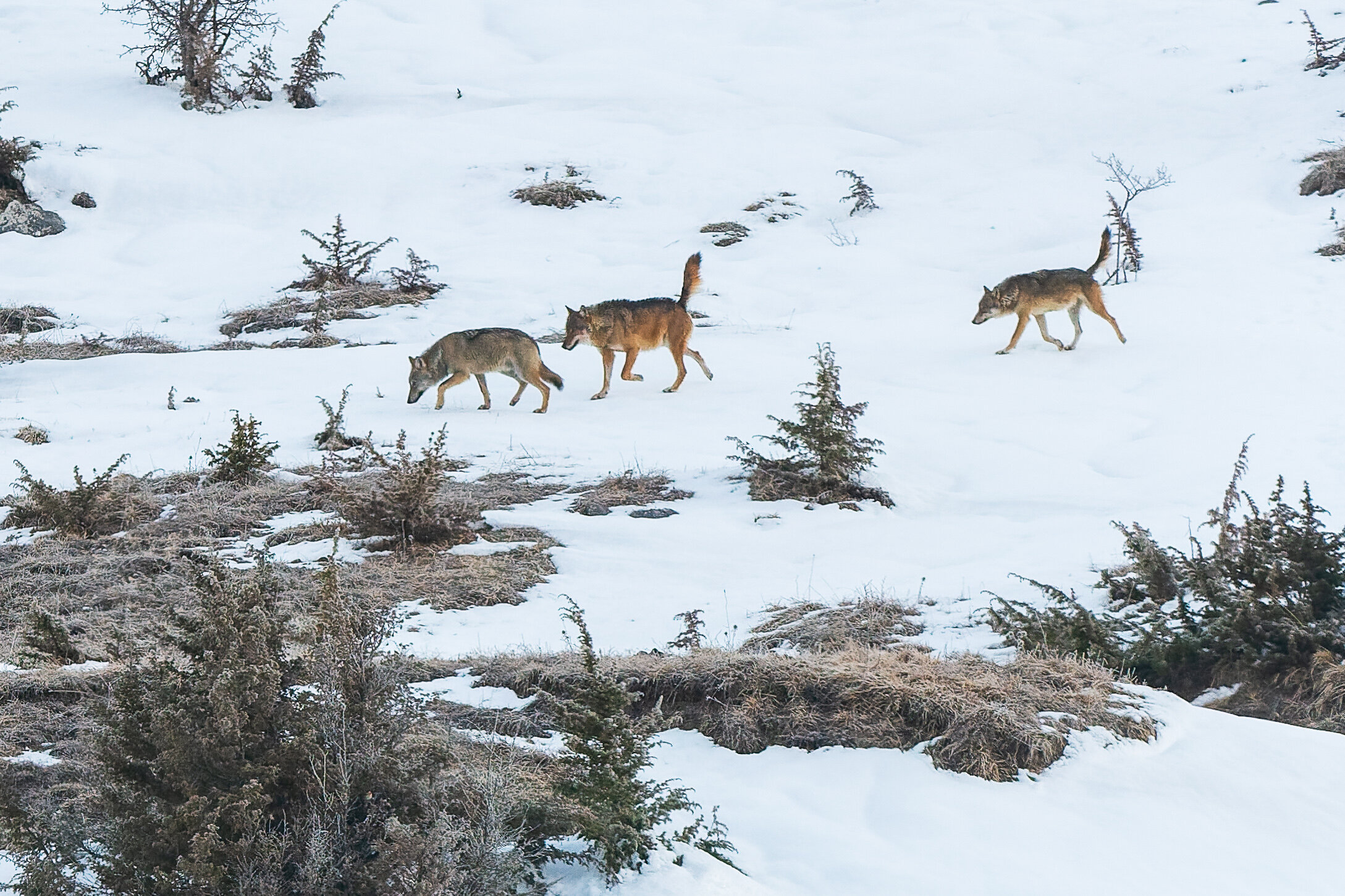 Wolf Tracking in Abruzzo