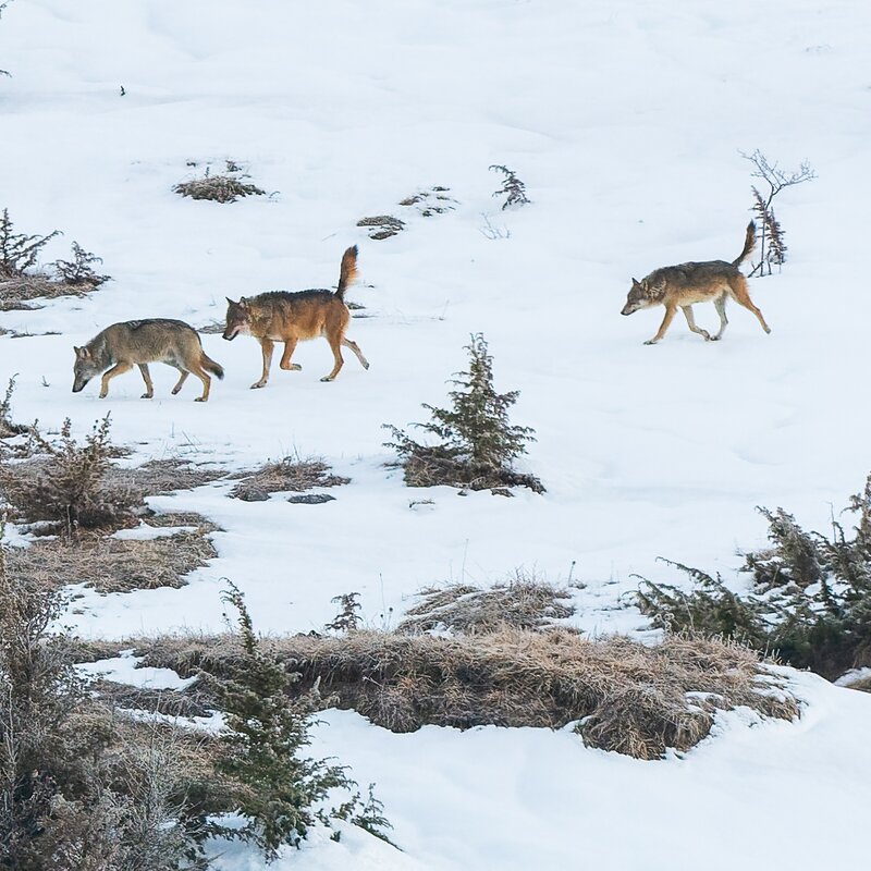 Wolf Tracking in Abruzzo