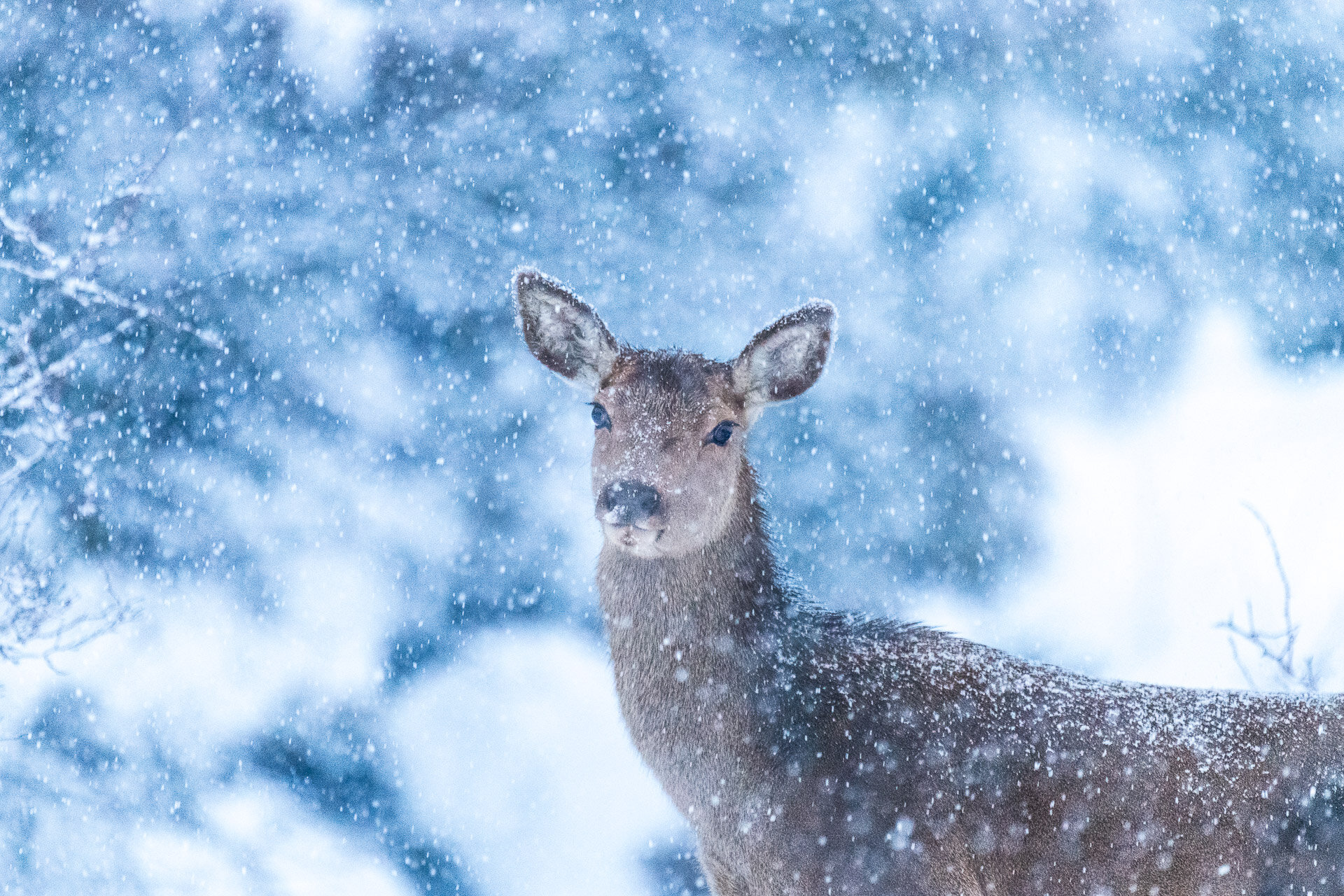 Cervo Abruzzo Neve Inverno Cervo Abruzzo Neve Inverno