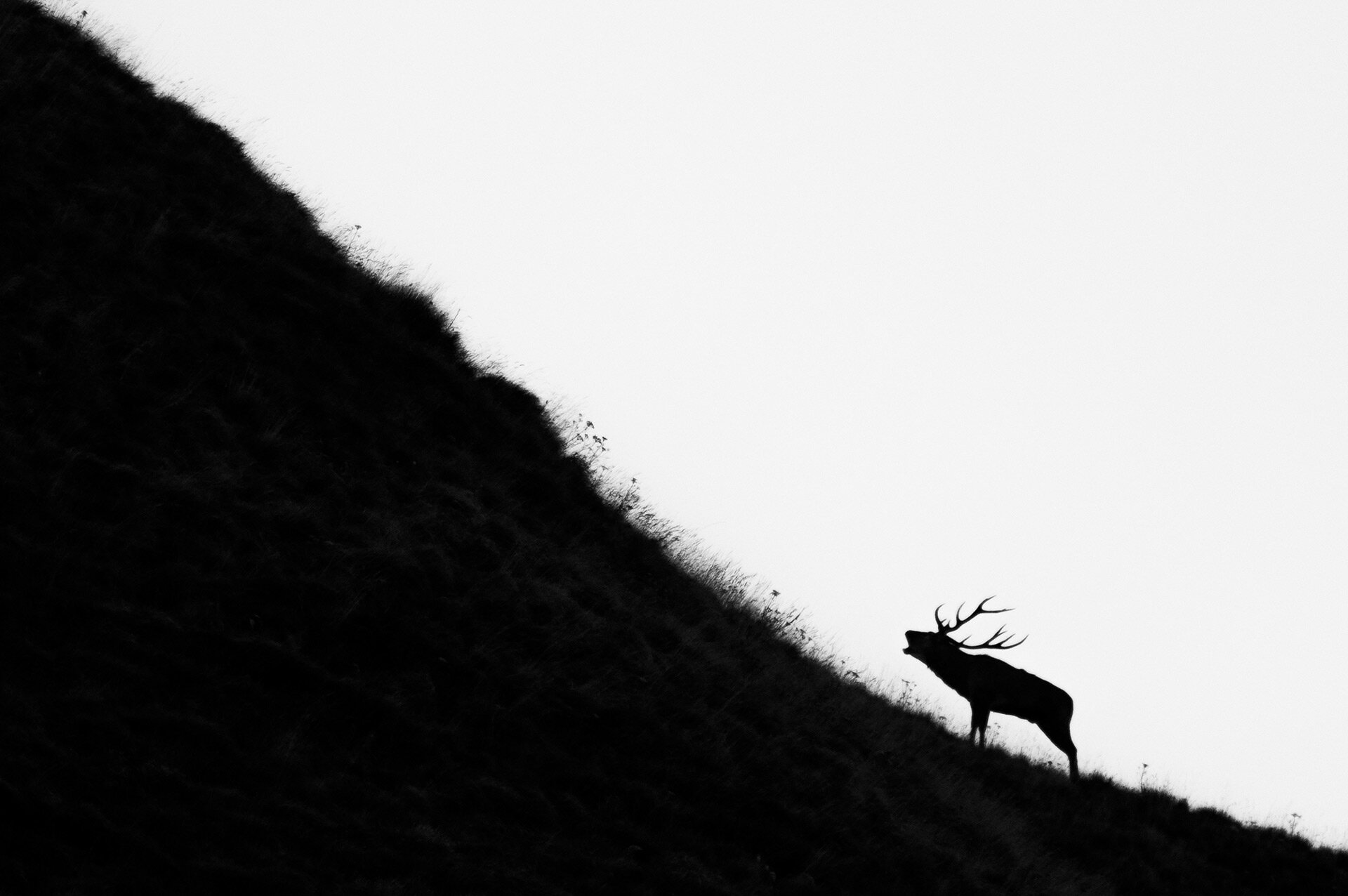 Il bramito di un cervo echeggia tra i crinali del Parco Nazionale d'Abruzzo | © Umberto Esposito - Wildlife Adventures