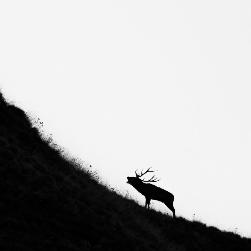 Il bramito dei cervi in Abruzzo, trekking con notte in rifugio