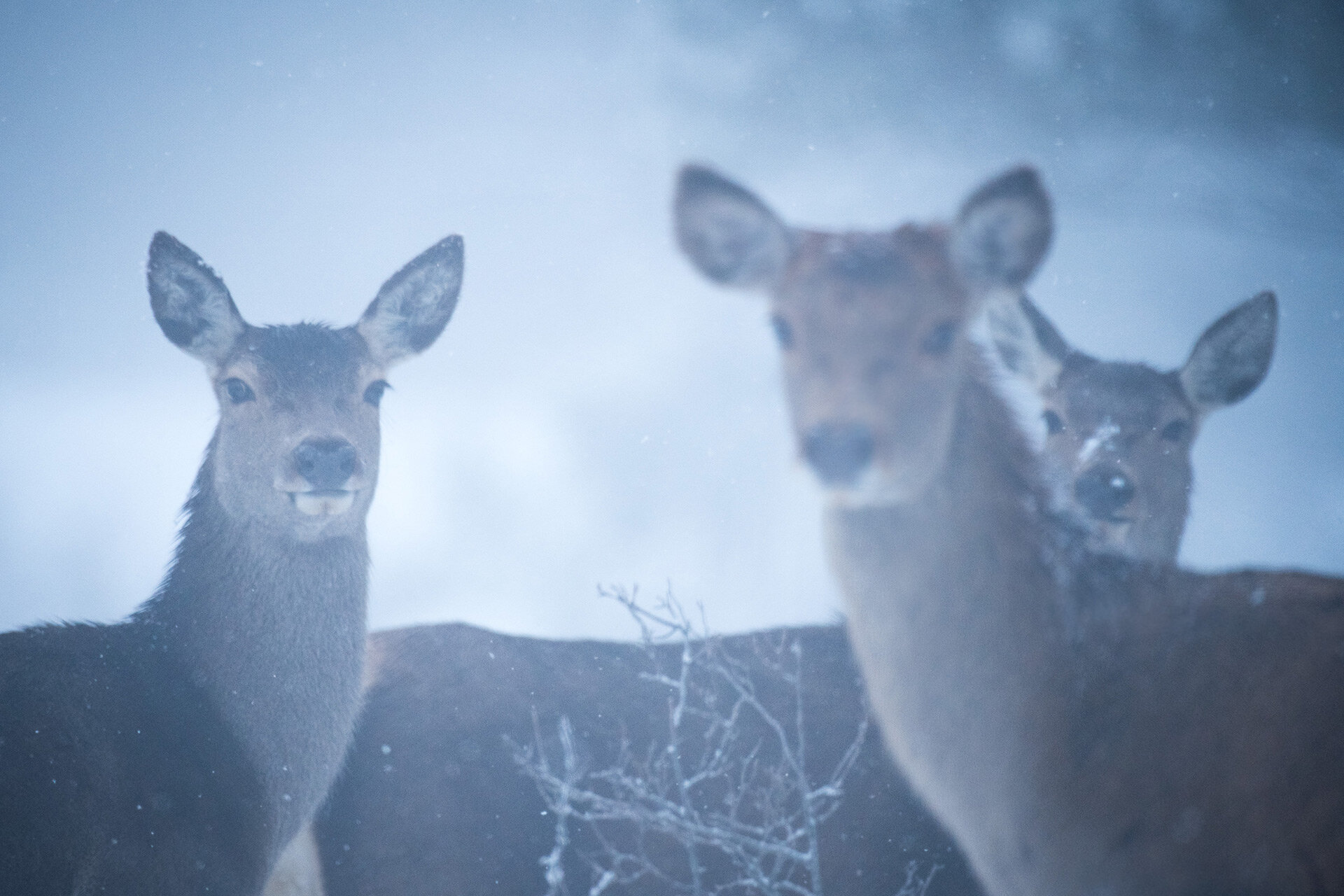 L'Inverno in Appennino Centrale: ciaspolate tra cervi selvatici e boschi imbiancati | © Umberto Esposito - Wildlife Adventures