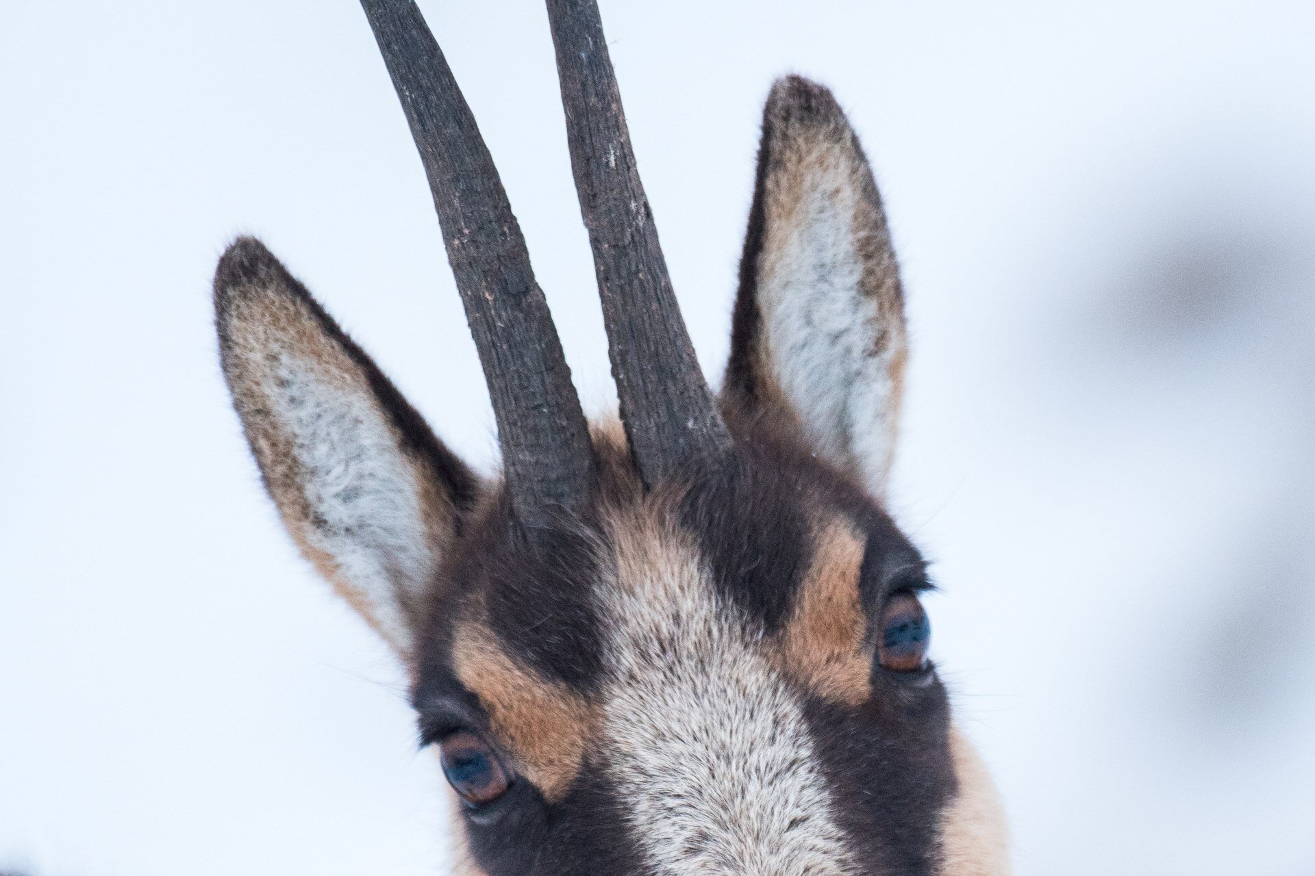 Wildlife Adventures - Fauna in Abruzzo | © Archivio Wildlife Adventures