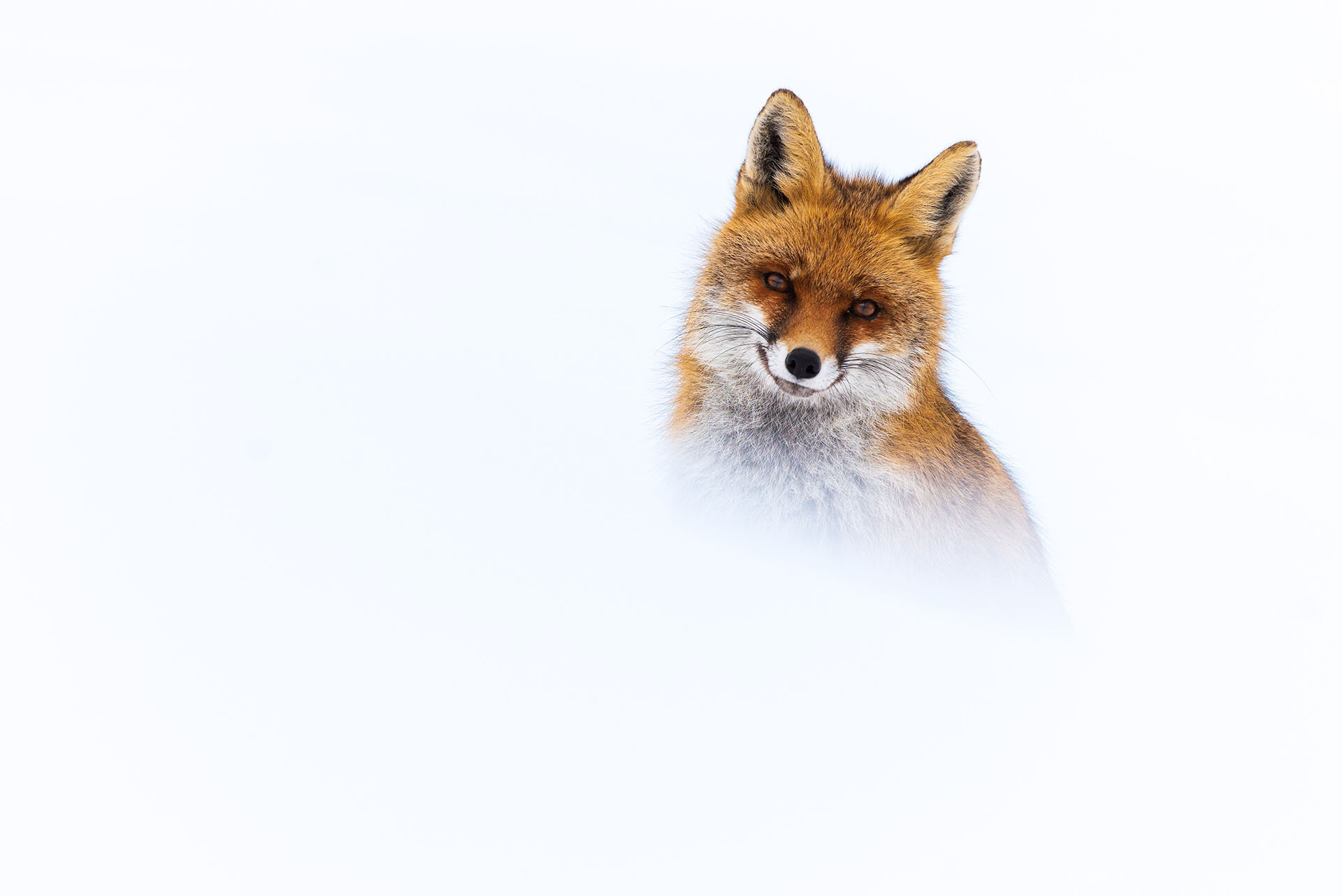 Fotografia Volpe Inverno Abruzzo