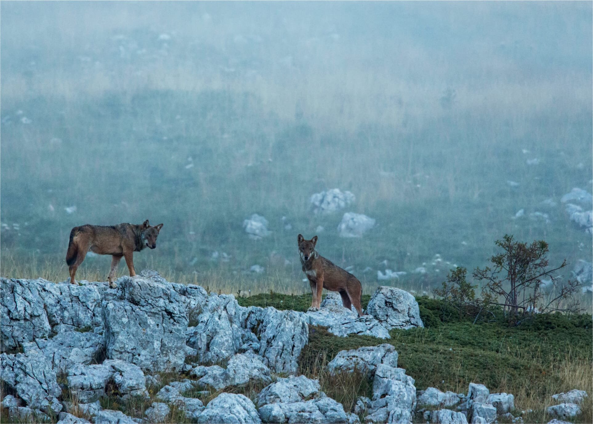 Fotografia Lupi Abruzzo