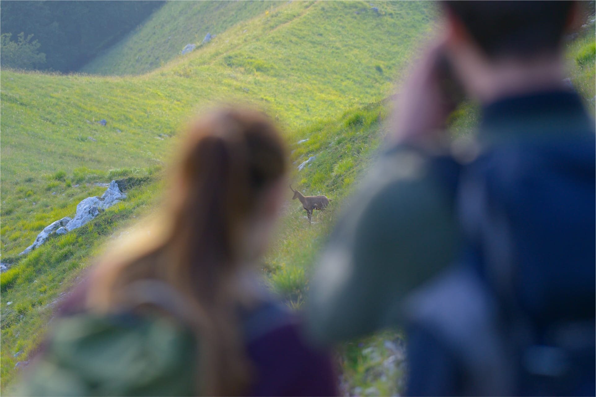 Fotografia Camosci Abruzzo