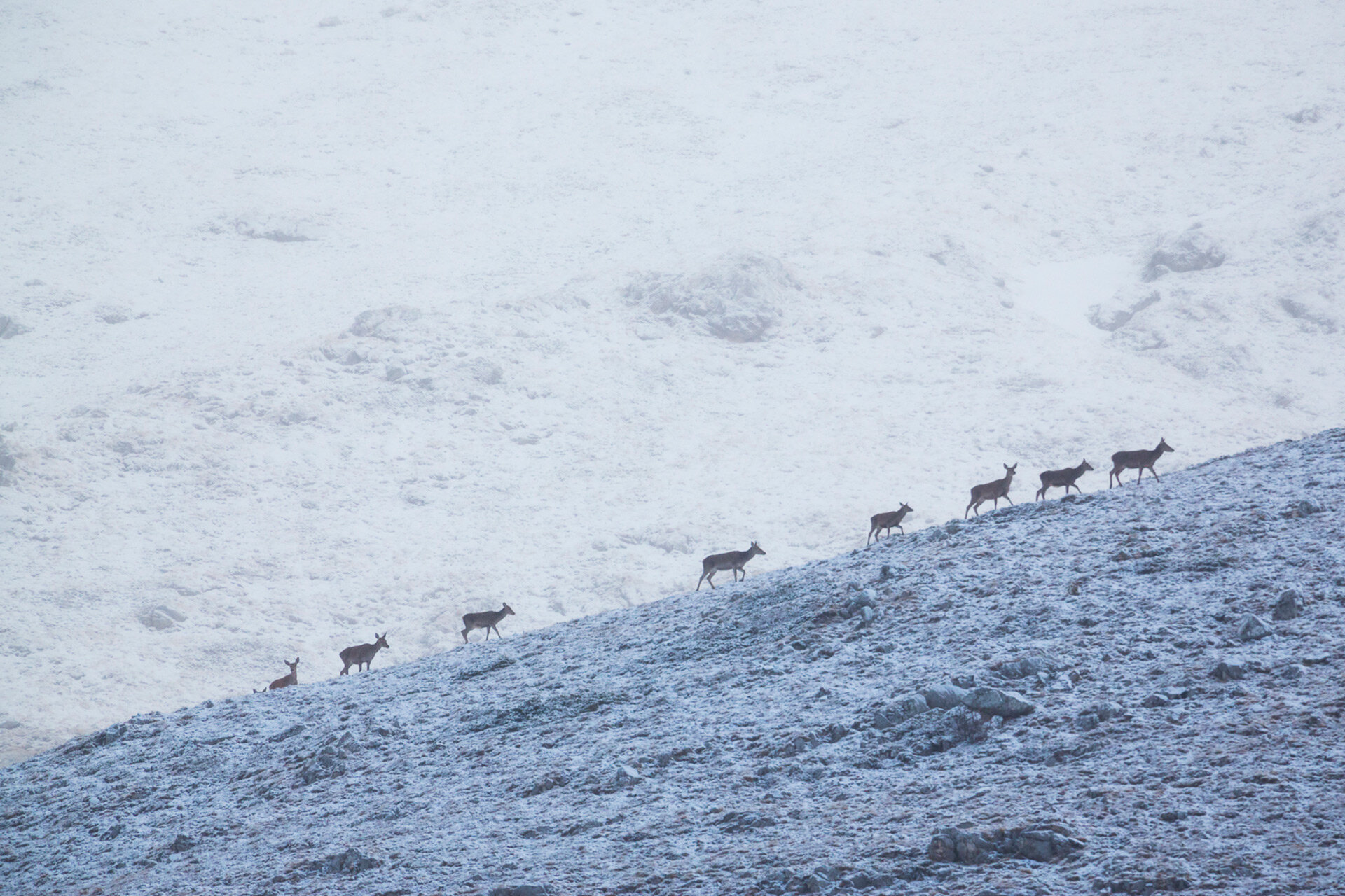 Neve, montagne e cervi: l’inverno autentico dell’Appennino abruzzese | © Bruno D'Amicis - Wildlife Adventures Inverno in Abruzzo: montagne innevate, cervi e natura autentica | © Bruno D'Amicis - Wildlife Adventures