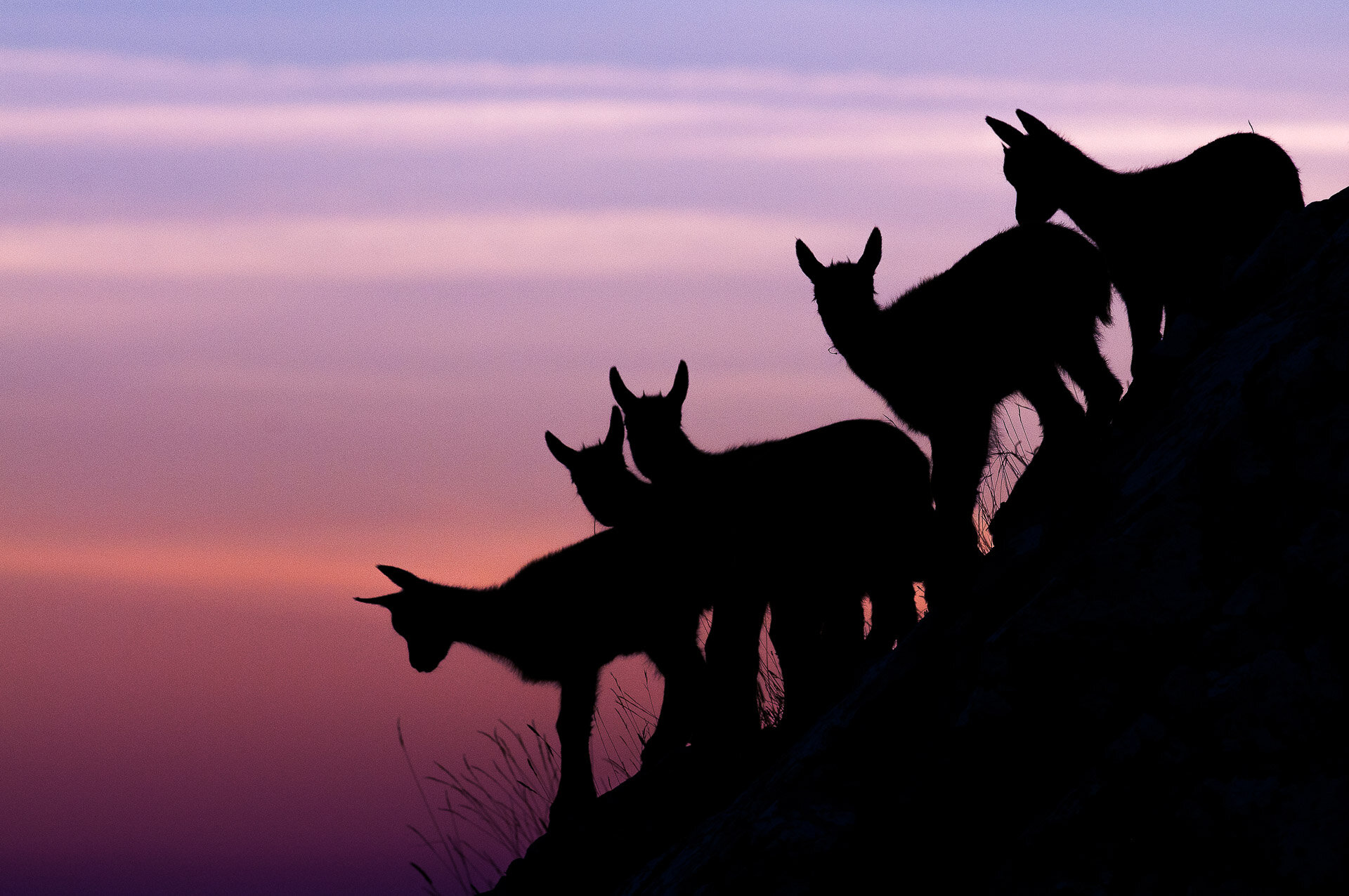 Giovani camosci al tramonto sulle montagne del Parco Nazionale d'Abruzzo, Lazio e Molise | © Umberto Esposito - Wildlife Adventures