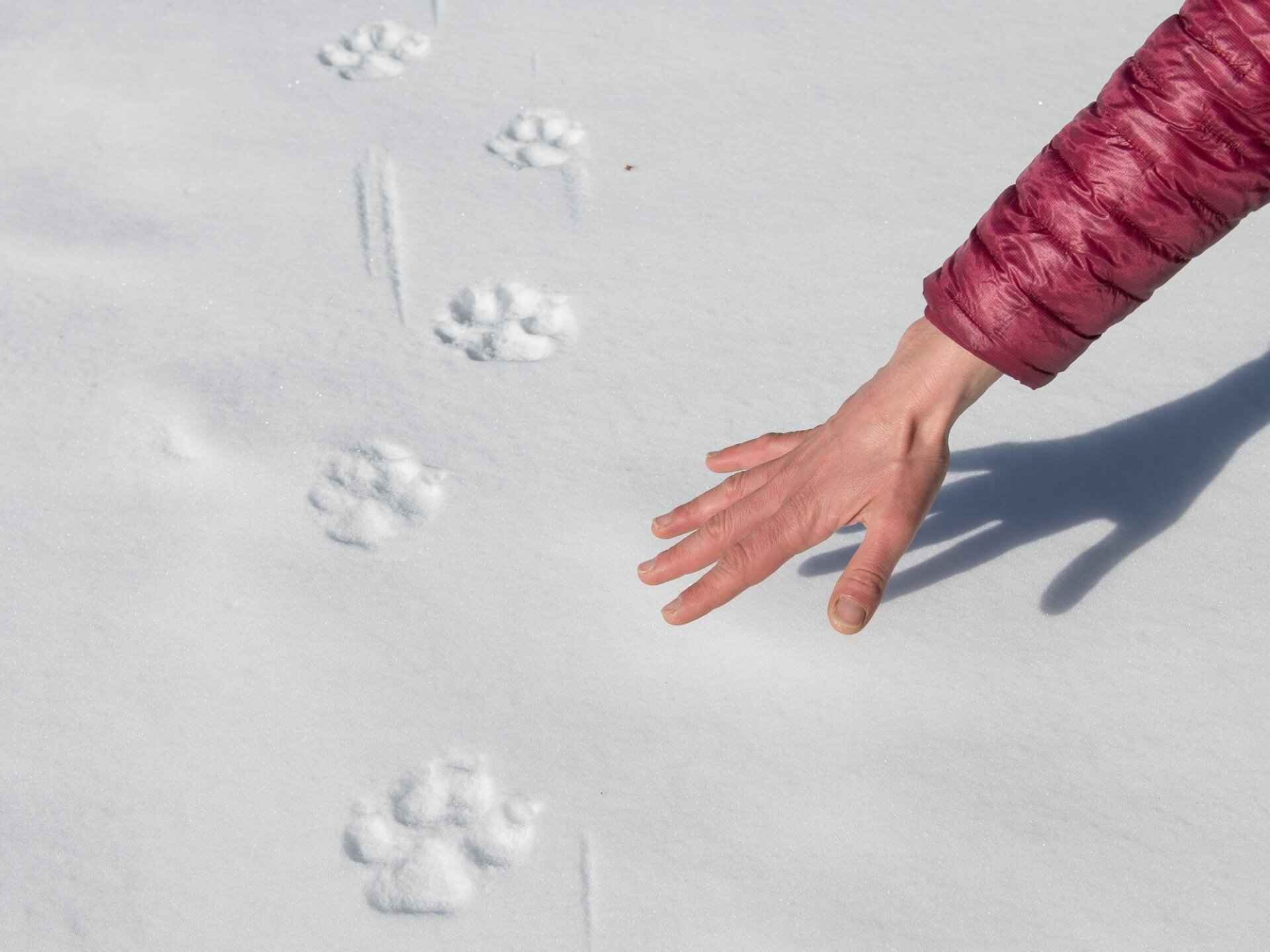   Impronte sulla neve: un indizio prezioso per ricostruire movimenti, direzione e “ritmo” del lupo. | © Umberto Esposito - Wildlife Adventures